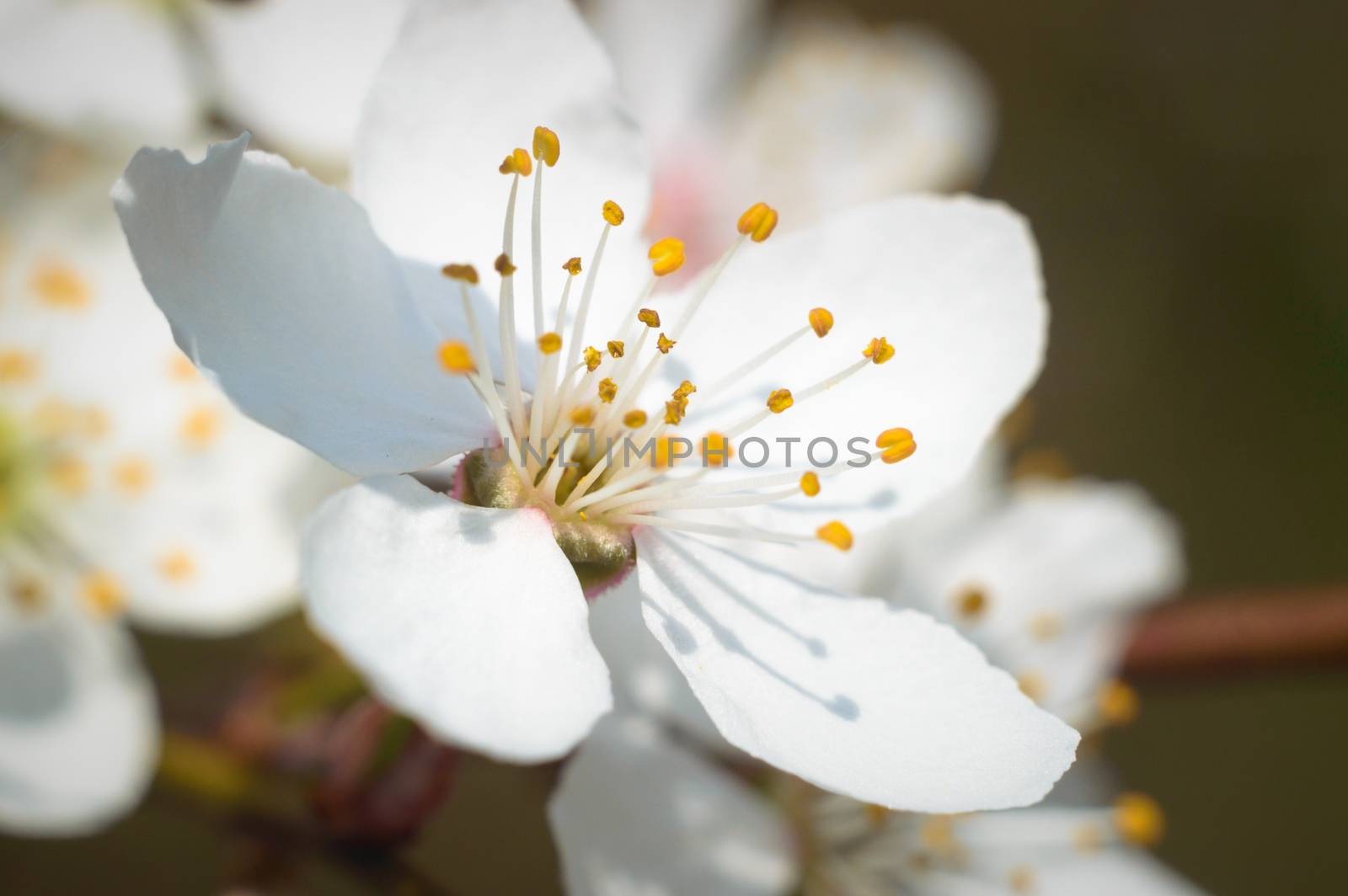 flowers as a colorful background, macro photo, nature series