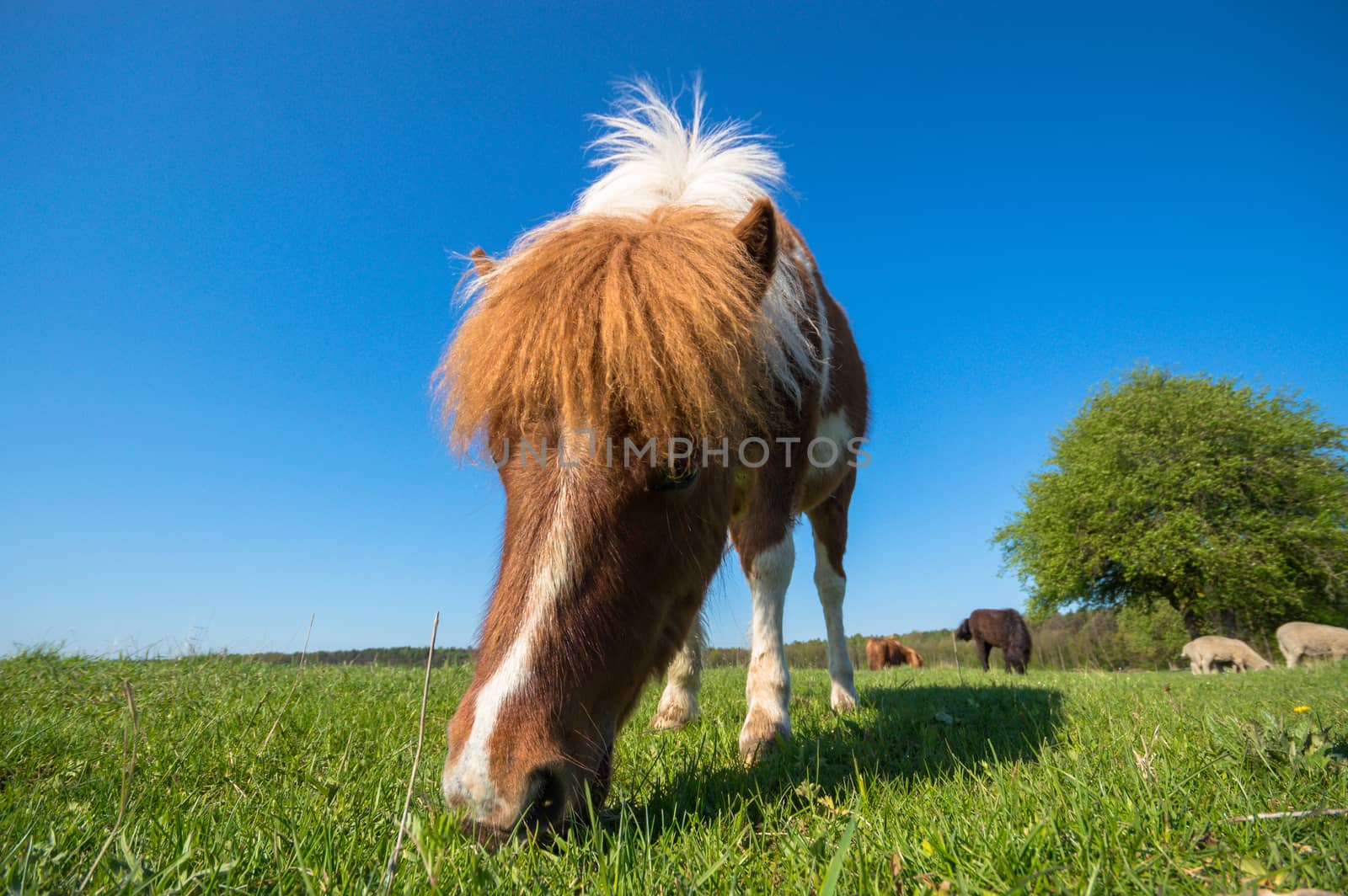 horse in a field, farm animals, nature series