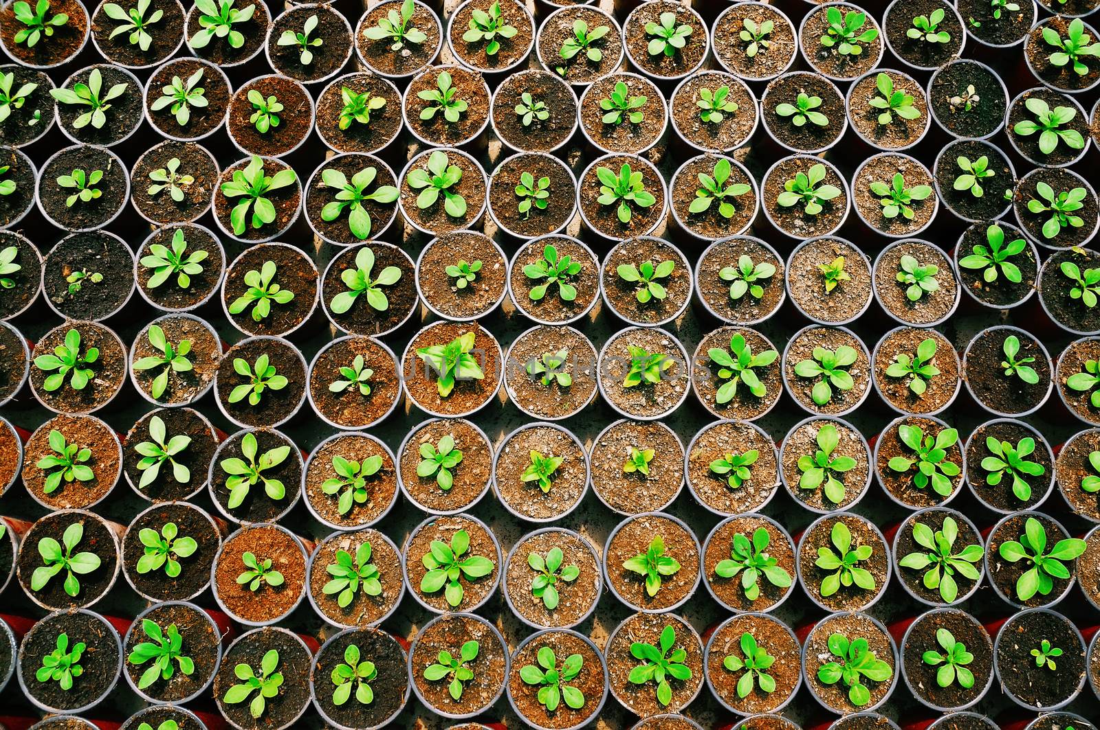 plant seedling texture top view