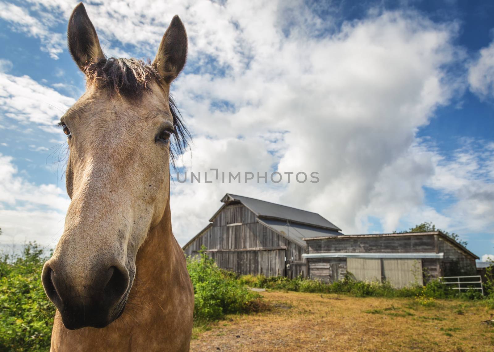 Brown Horse Standing In Front Of His Barn by backyard_photography