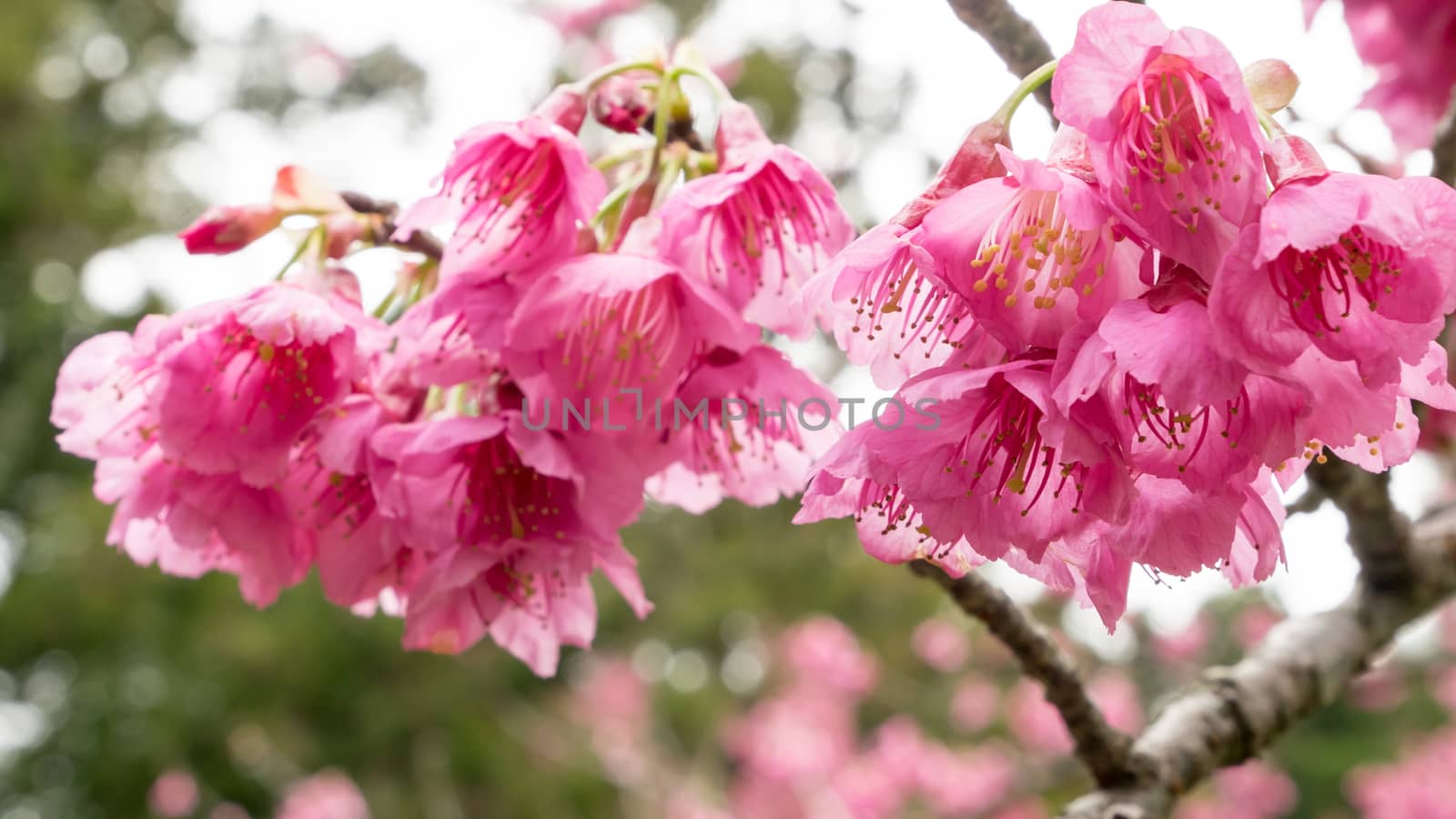 The close up of pink sakura flower branch (cherry blossom).