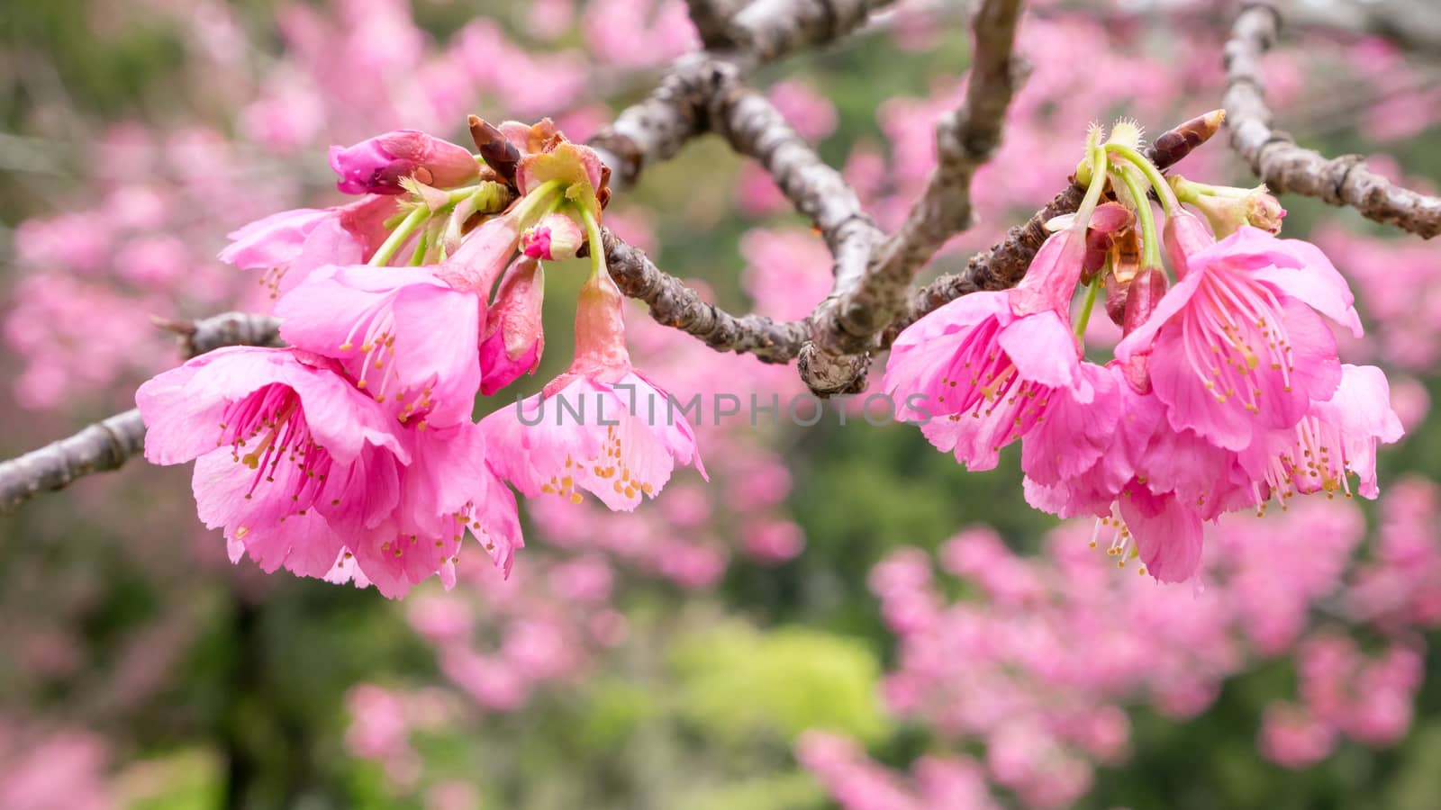 The close up of pink sakura flower branch (cherry blossom).