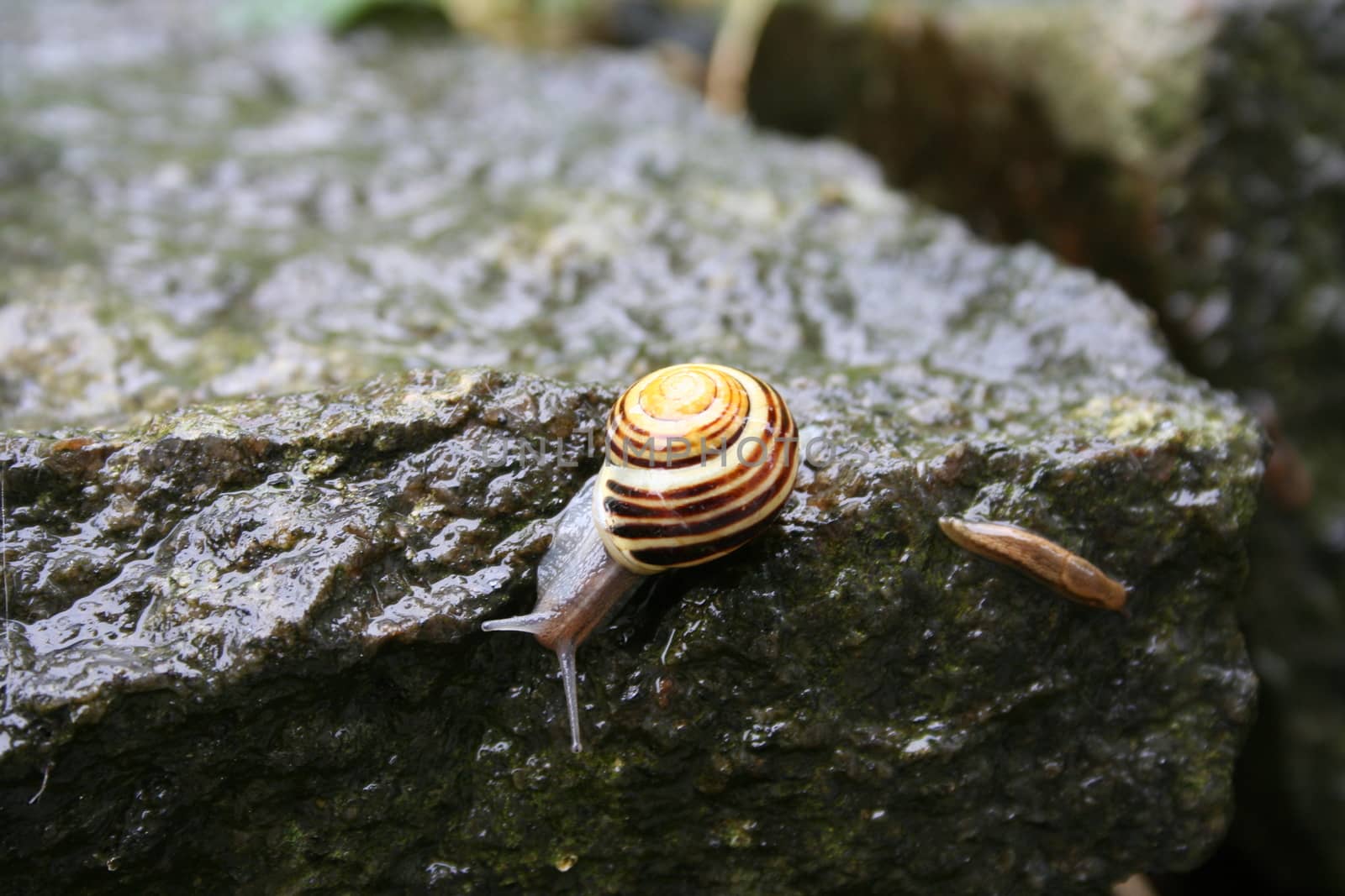 garden snail by elin_merete