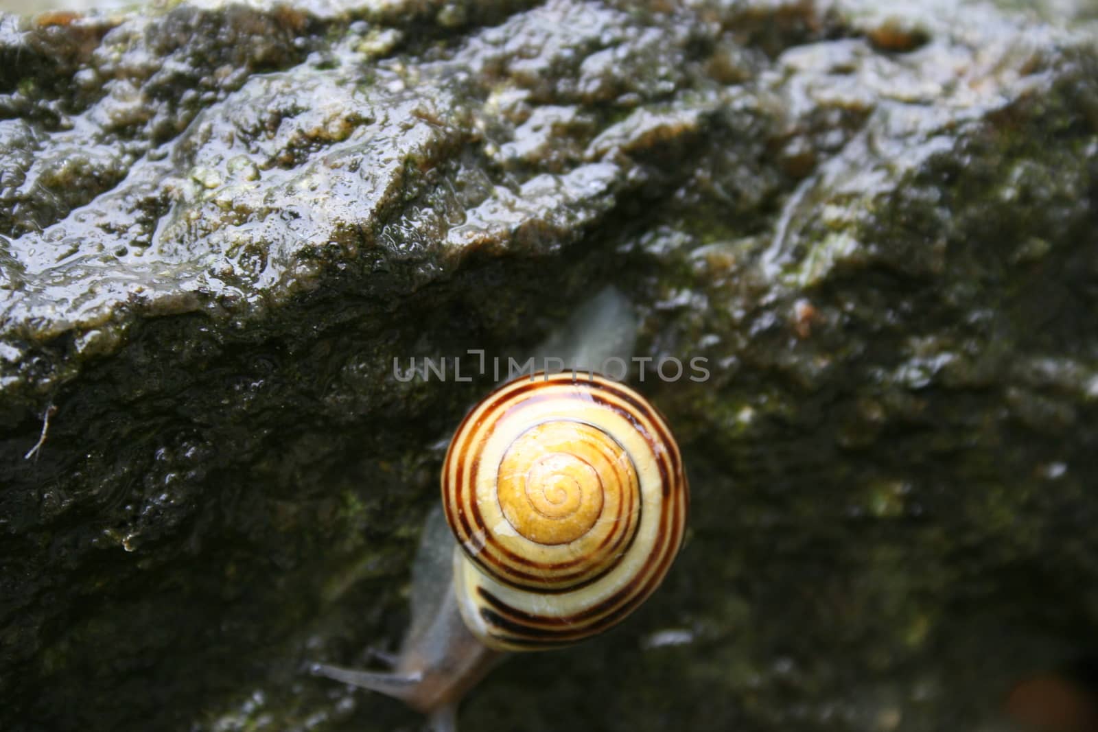 garden snail by elin_merete
