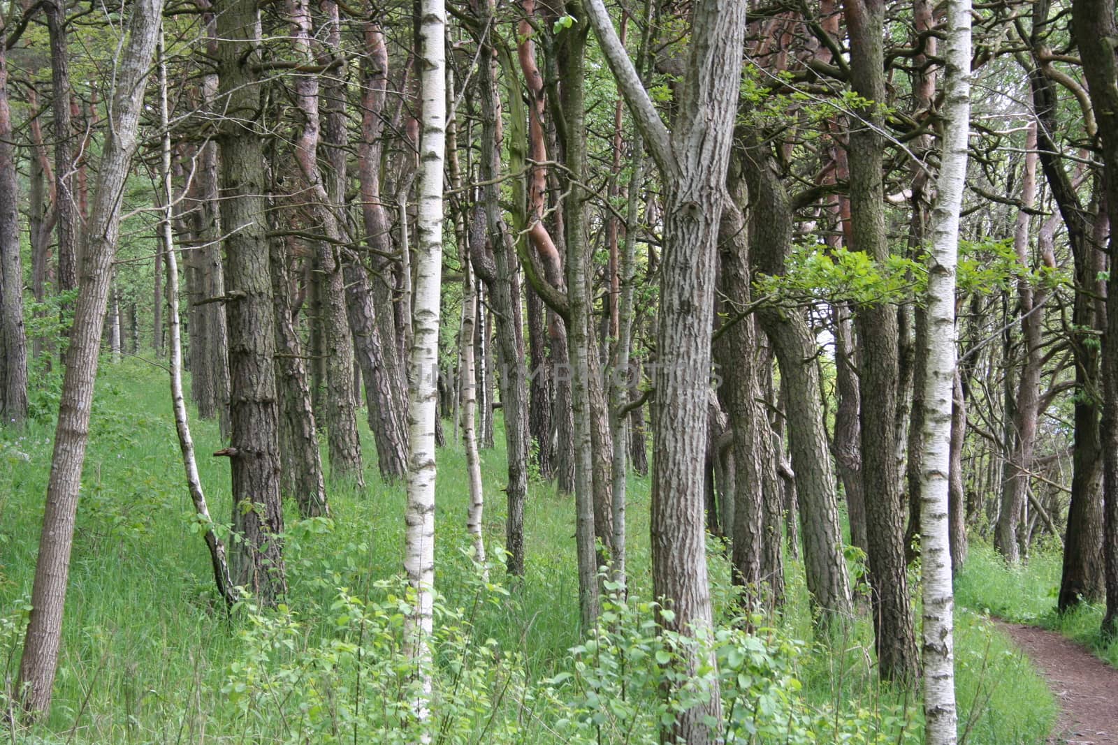 mixed trees by elin_merete