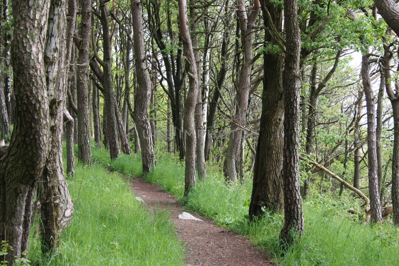 trail in forest by elin_merete