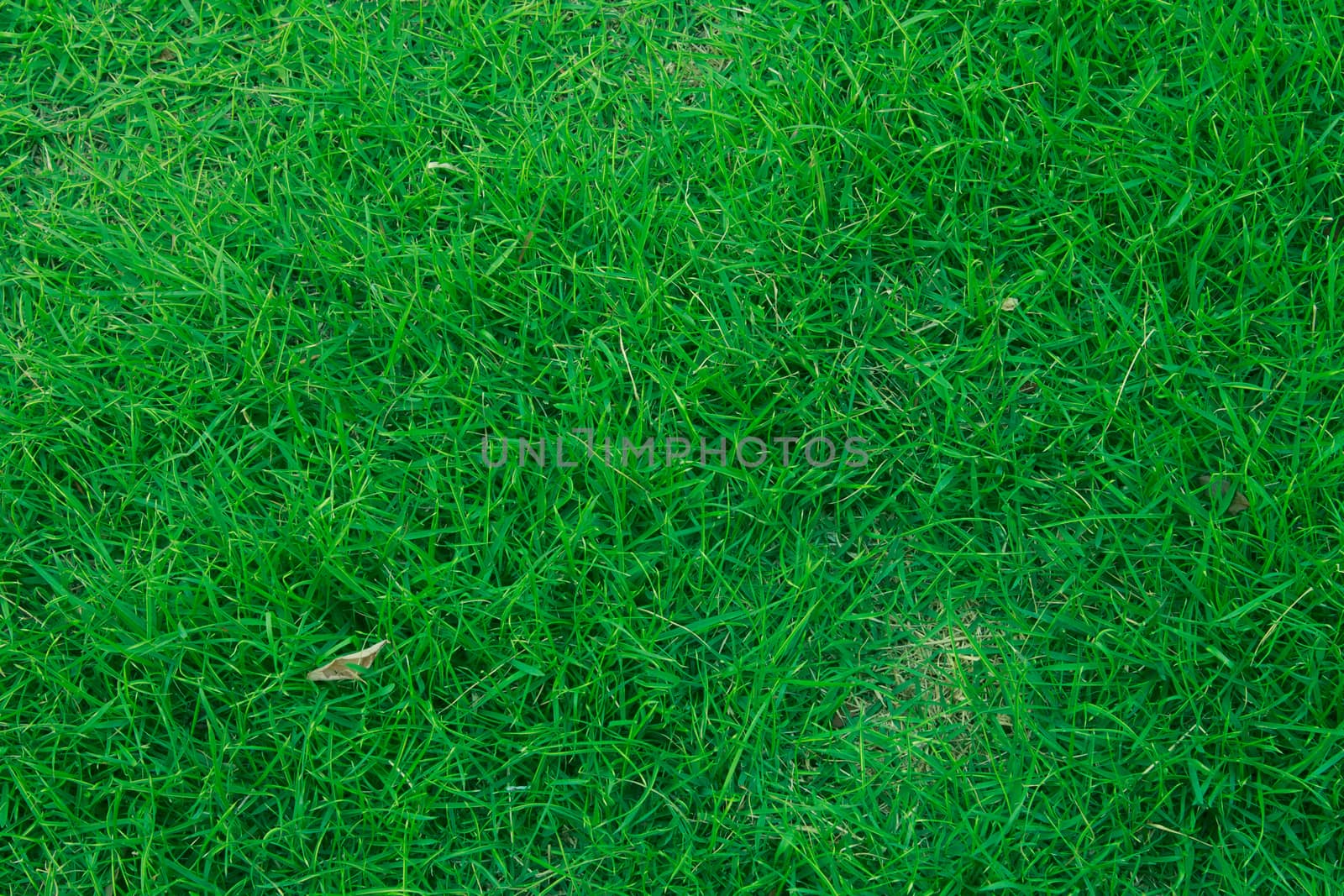 lawn
Green