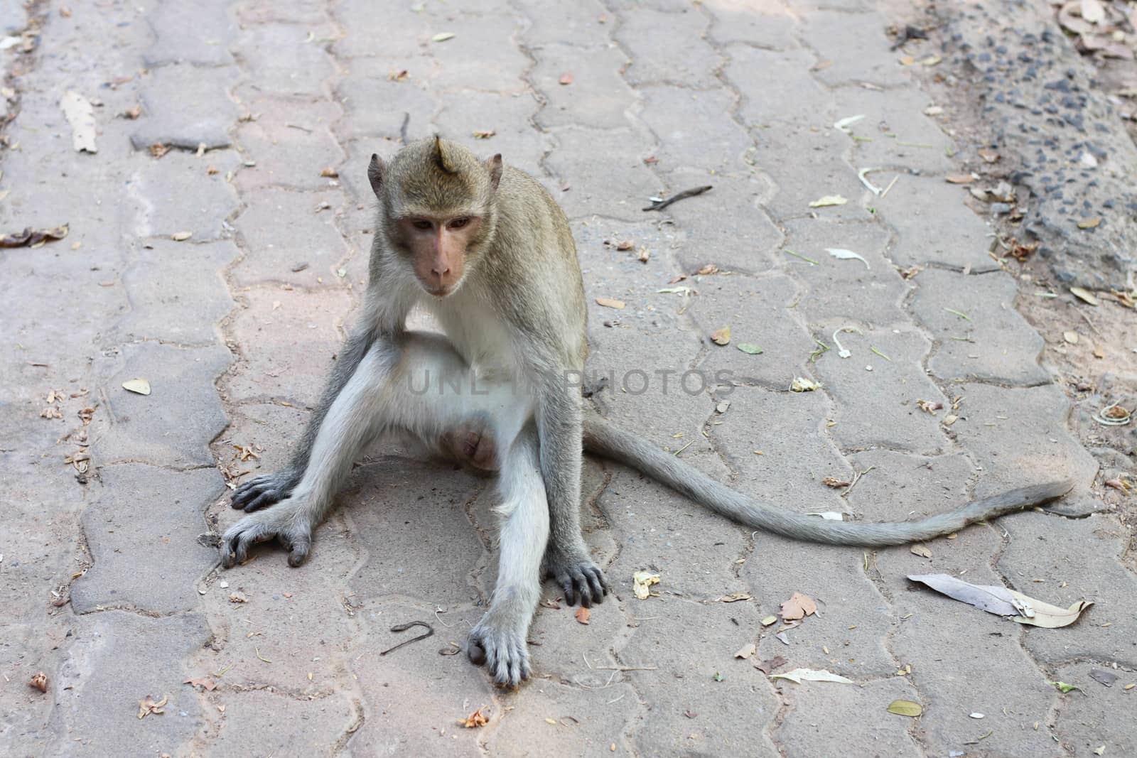 Monkey sitting on the cement floor by primzrider