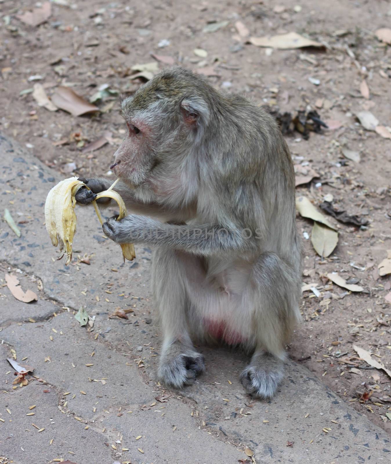 monkeys eat bananas by primzrider