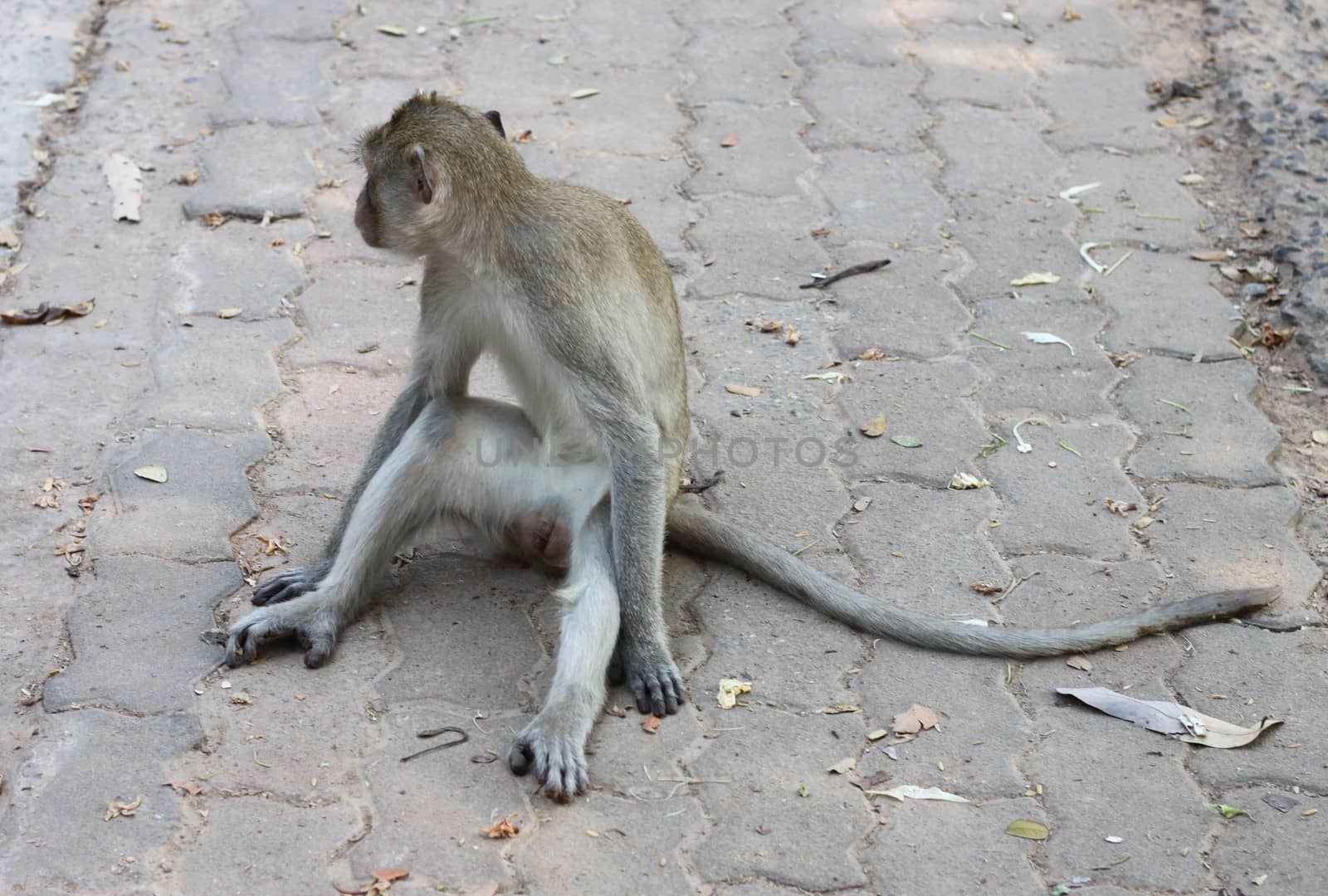 Monkey sitting on the cement floor