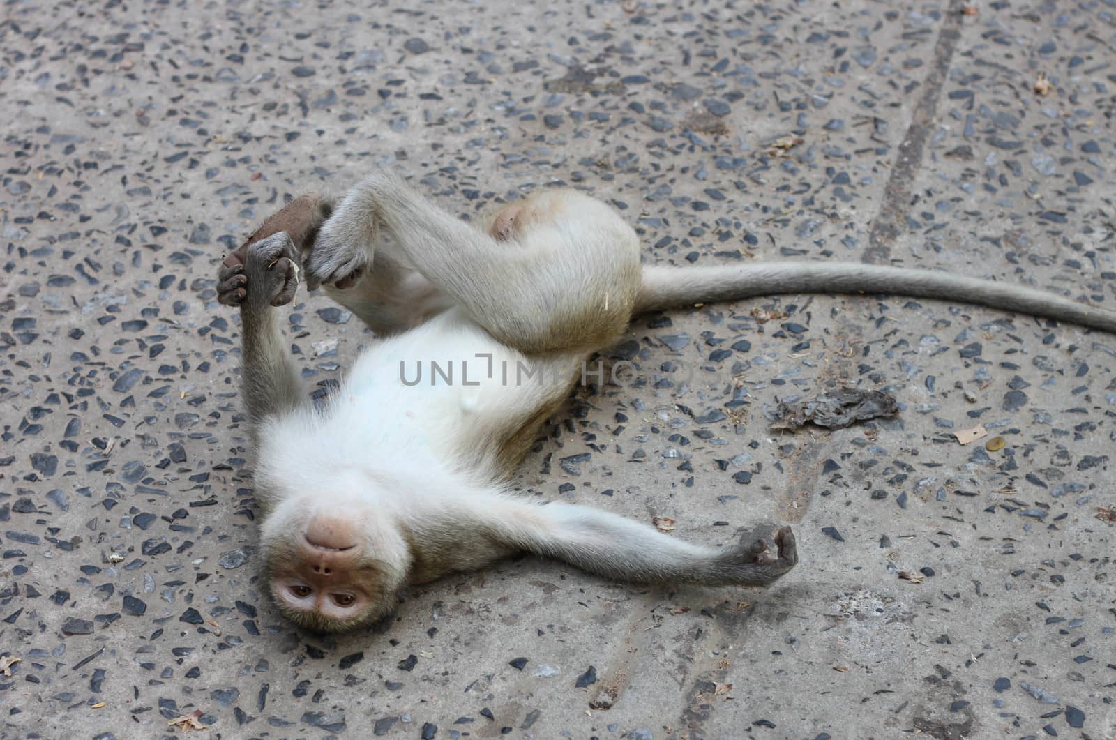 Monkey lie flat on the cement floor