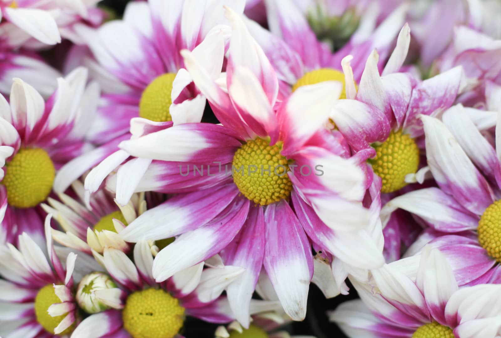 Many chrysanthemum flowers in the same pot.