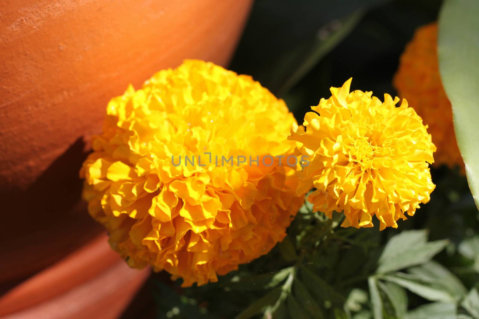 Marigold sun in the morning.