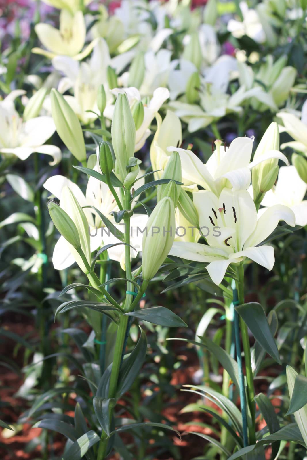 White Lilies flower by primzrider