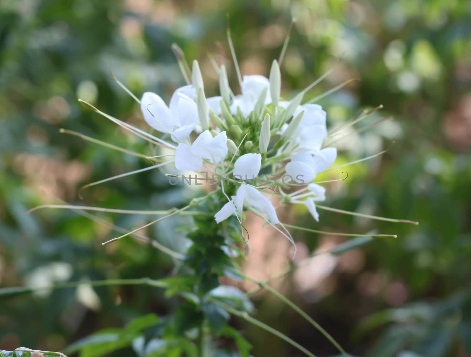 White flowers Cleome by primzrider