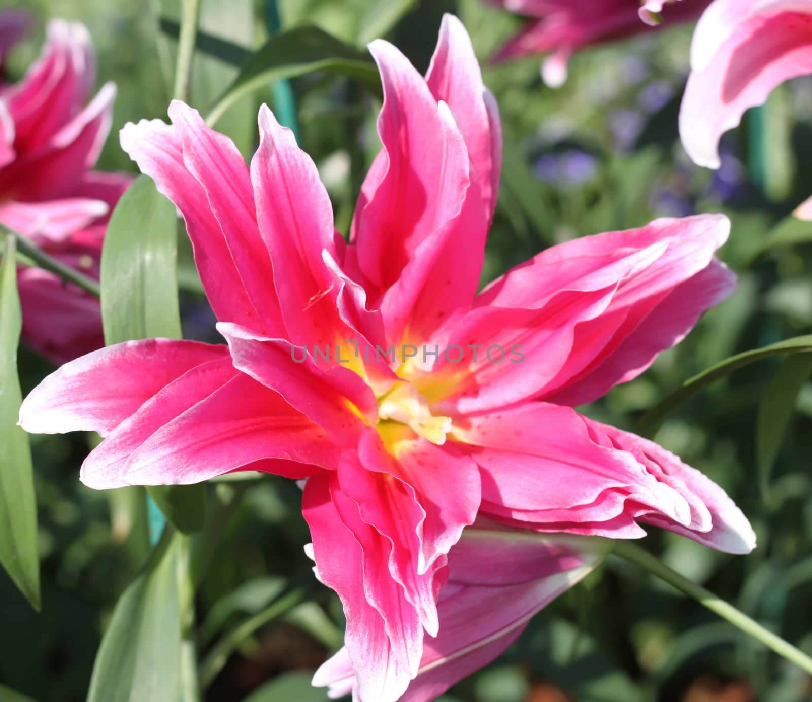Pink lilies flower by primzrider