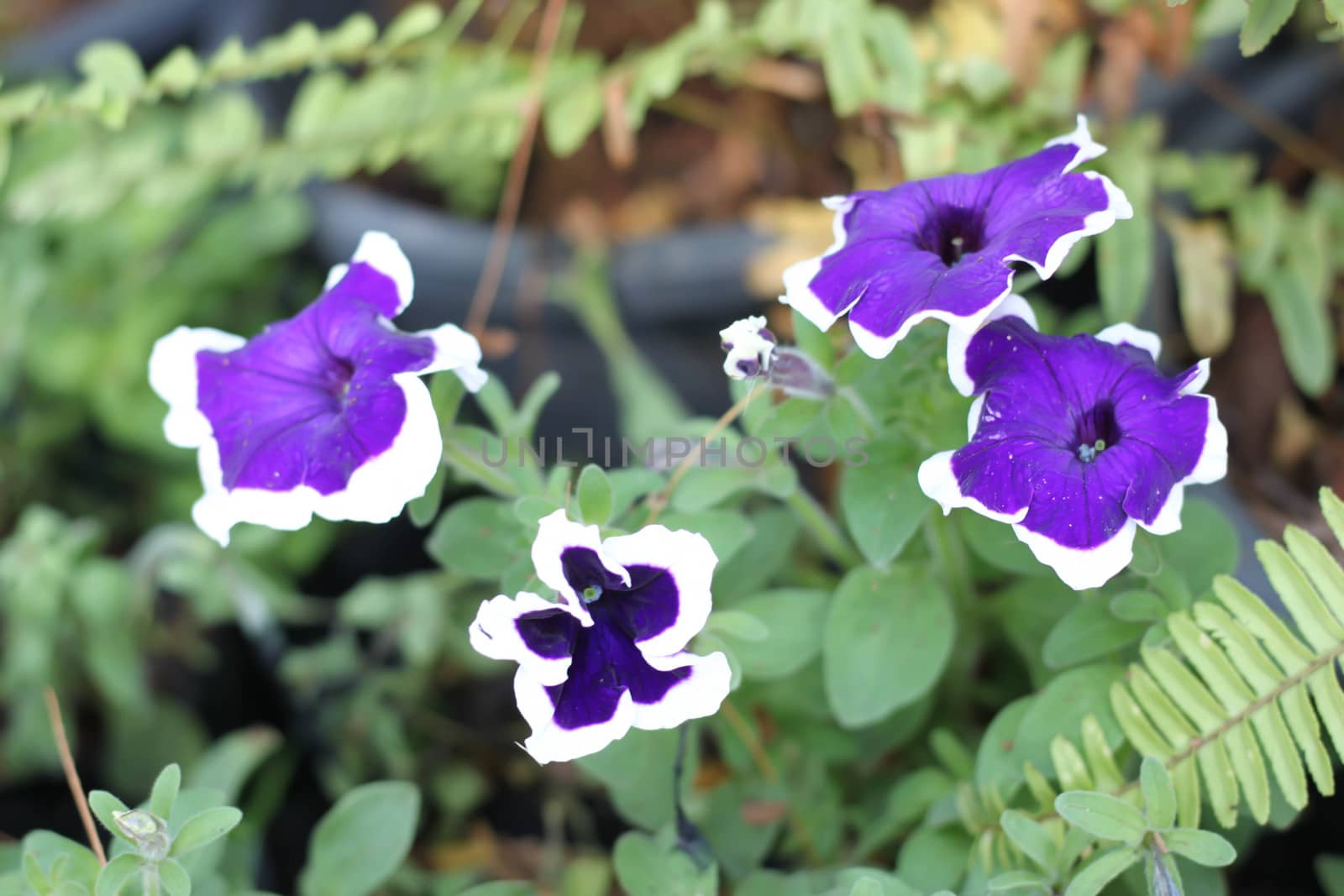 purple Petunia flowers by primzrider
