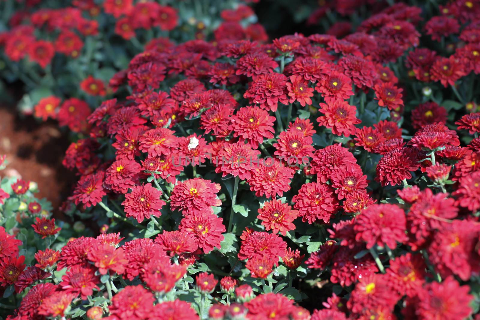 Gerbera red flower in the garden by primzrider