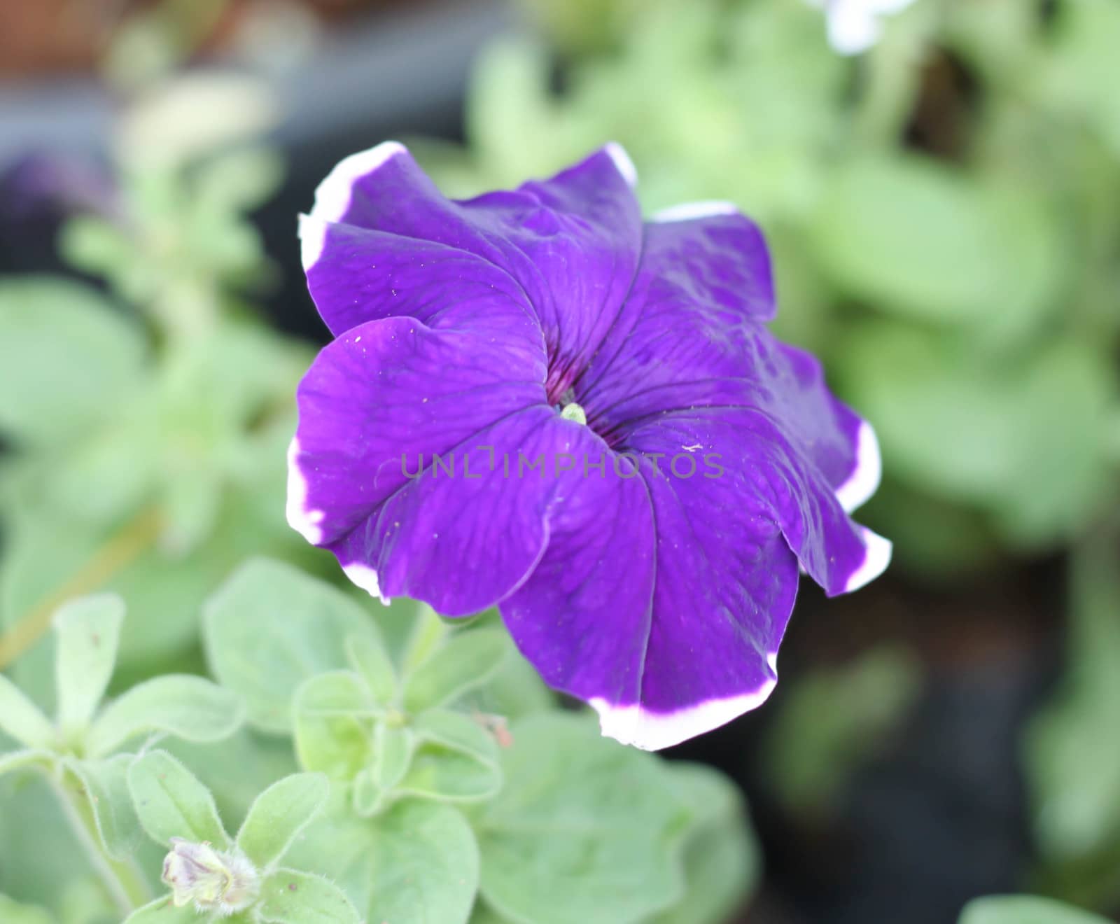 purple Petunia flowers by primzrider