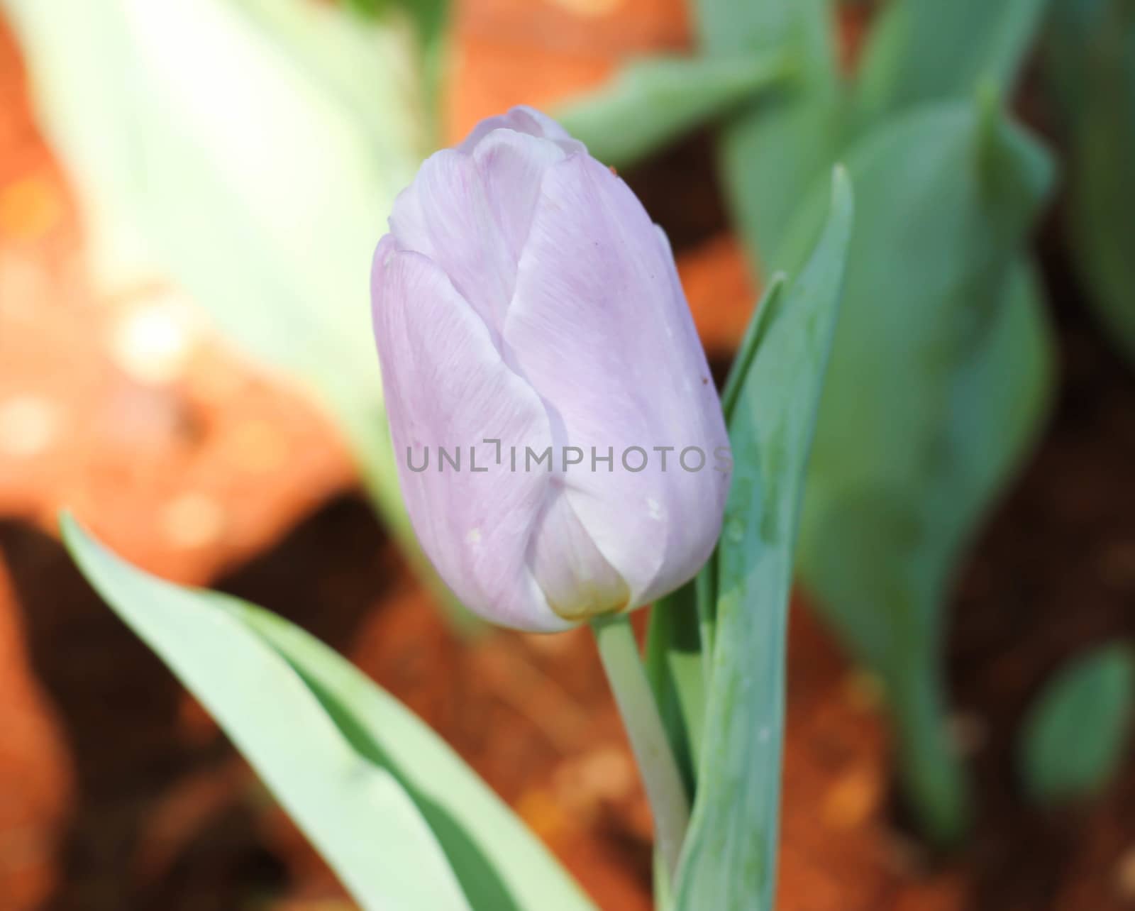 Purple lilies flower