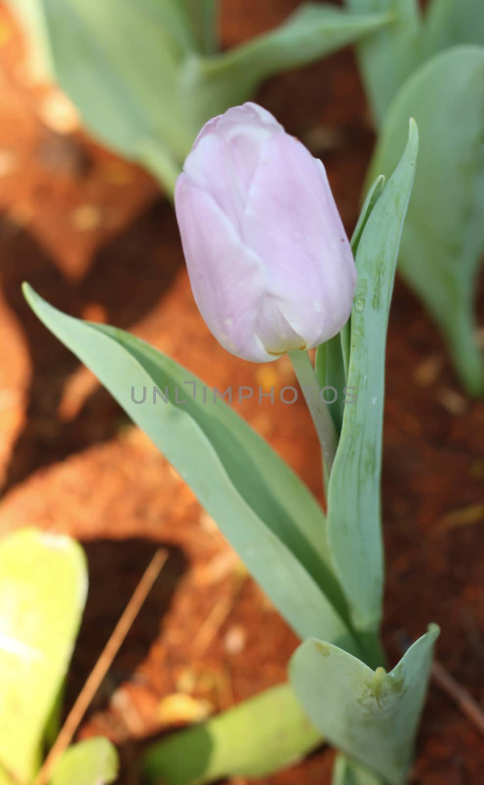 Purple lilies flower