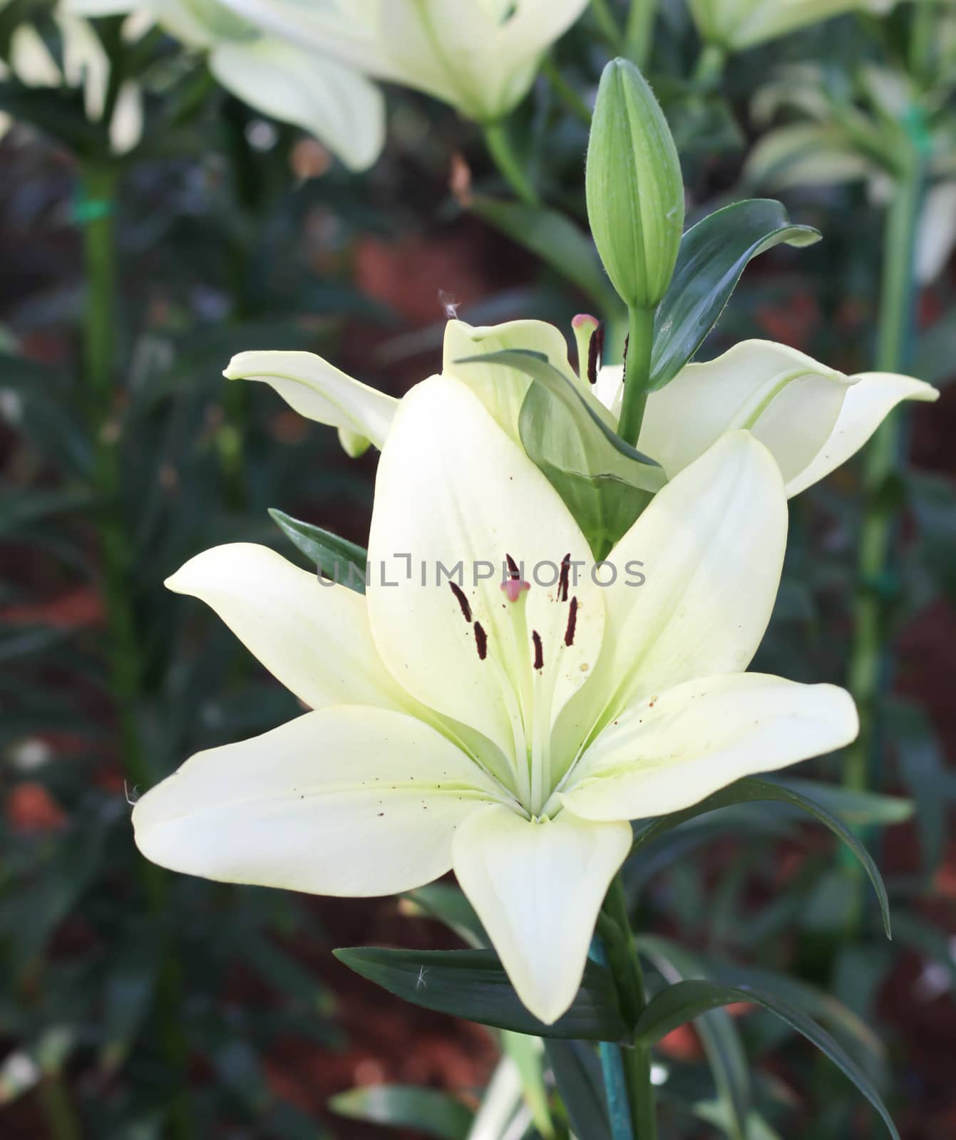 White Lilies flower by primzrider