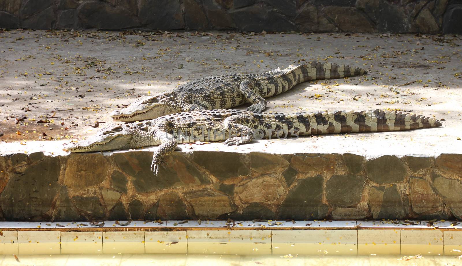 Alligator in pond at thailand