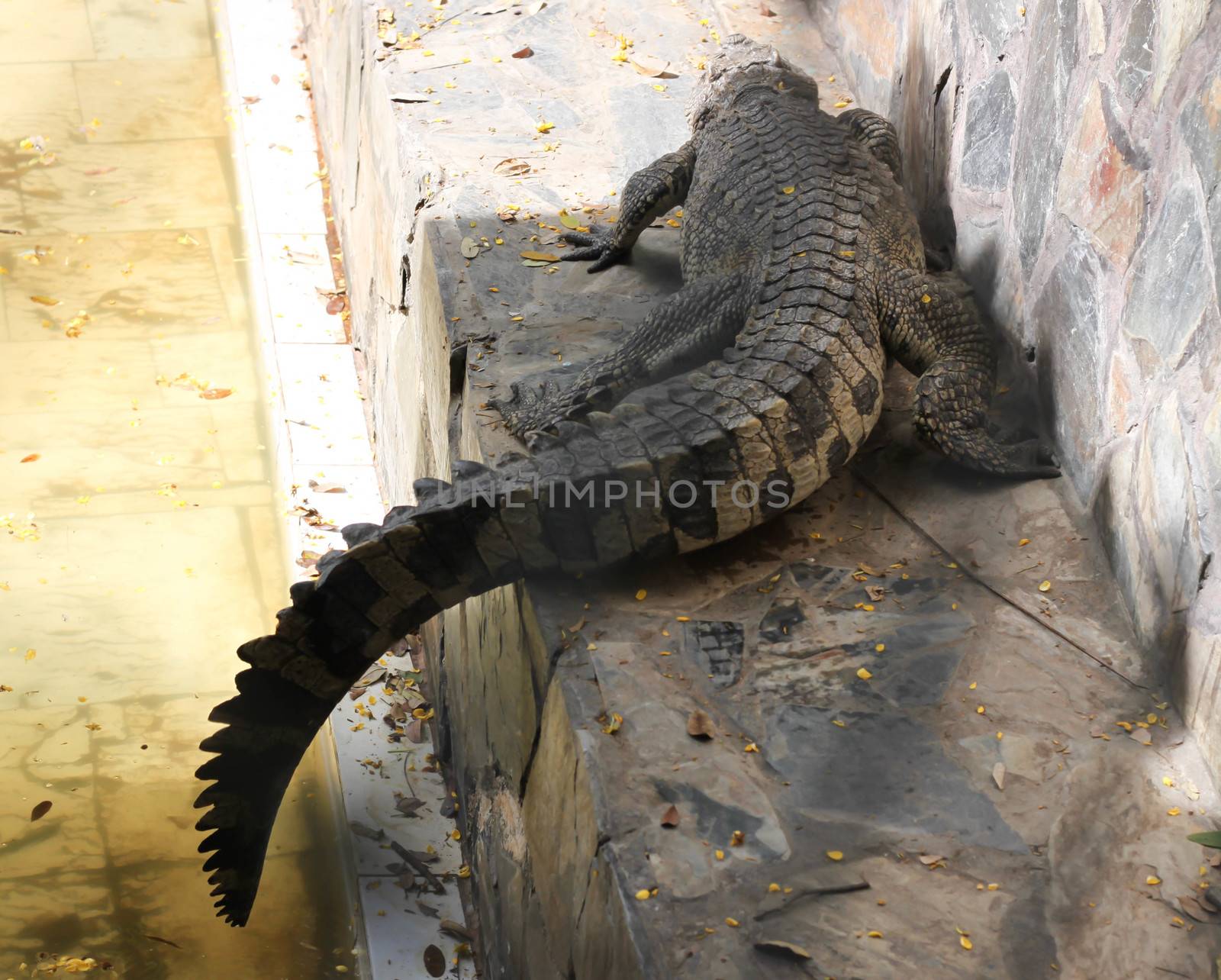 Alligator in pond at thailand