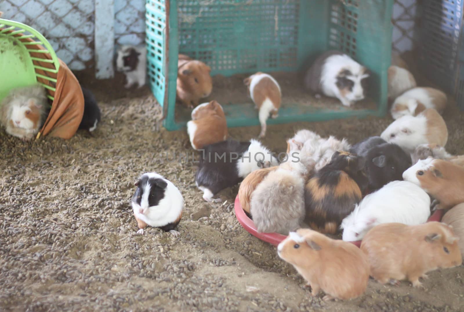 Guinea pig farm by primzrider