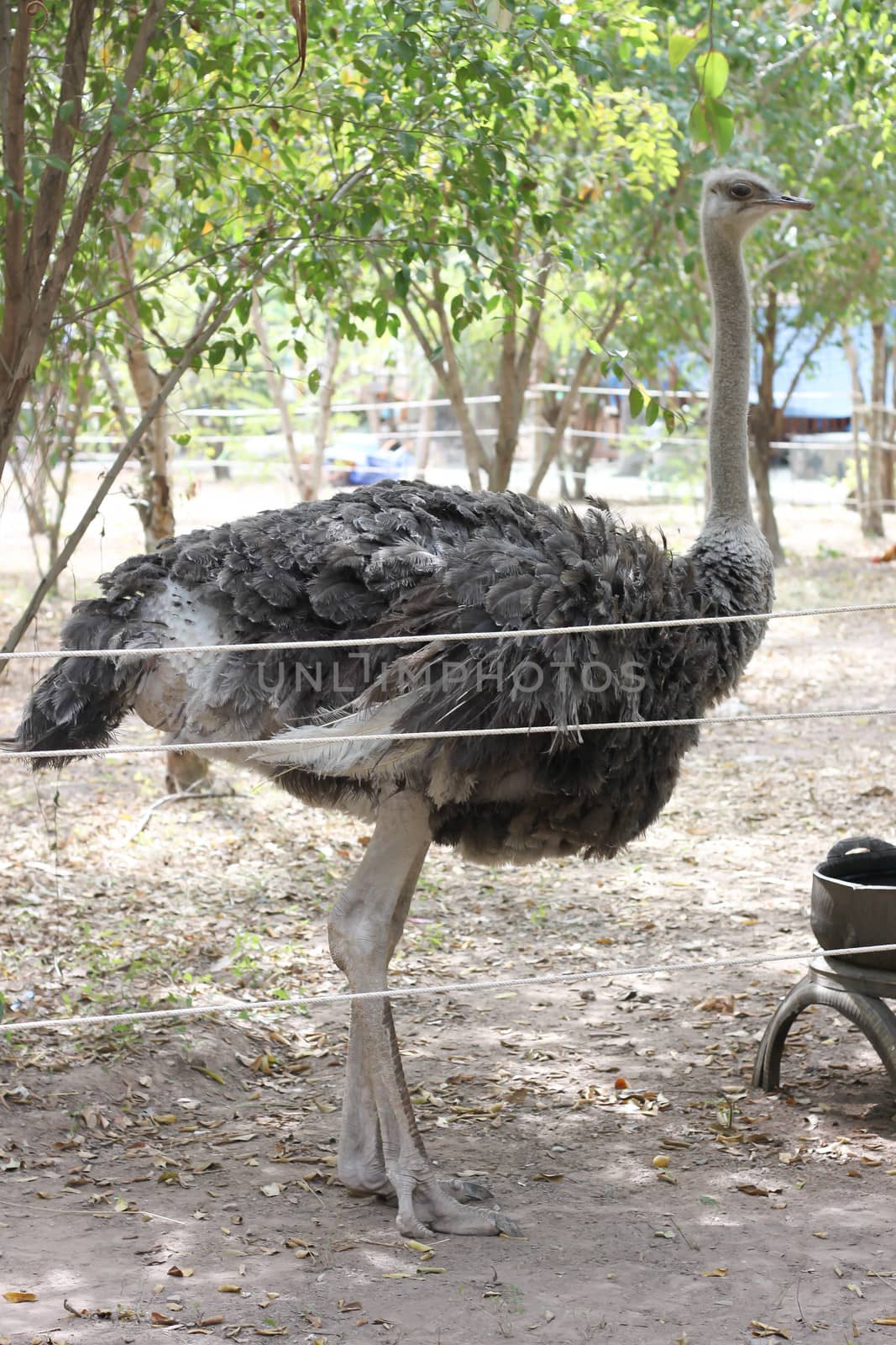 Ostrich in cage