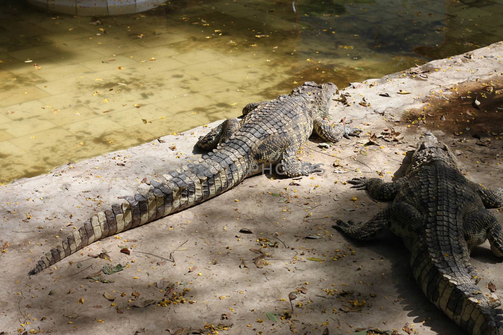 Alligator in pond at thailand