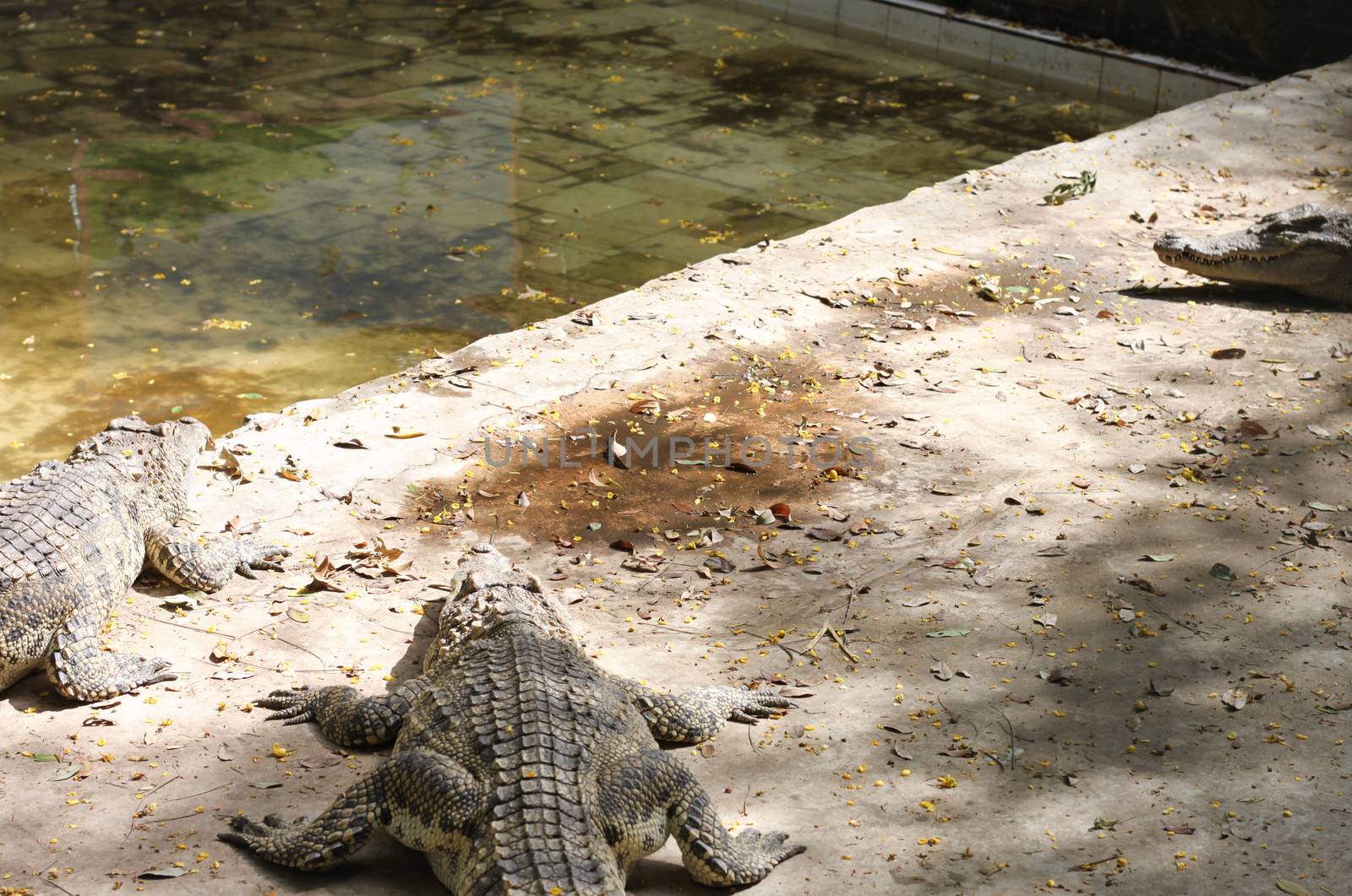 Alligator in pond at thailand  by primzrider