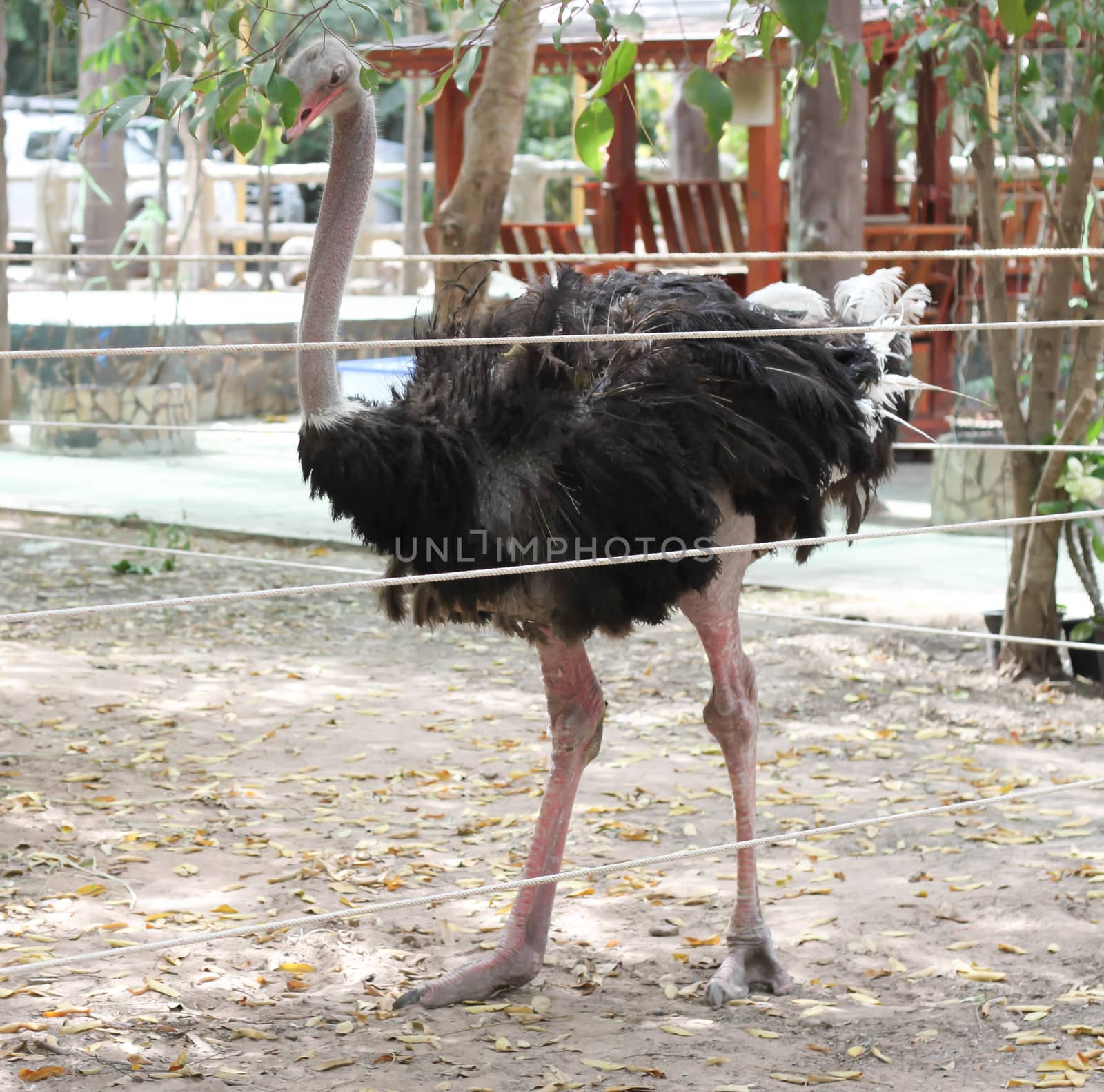 Ostrich in cage