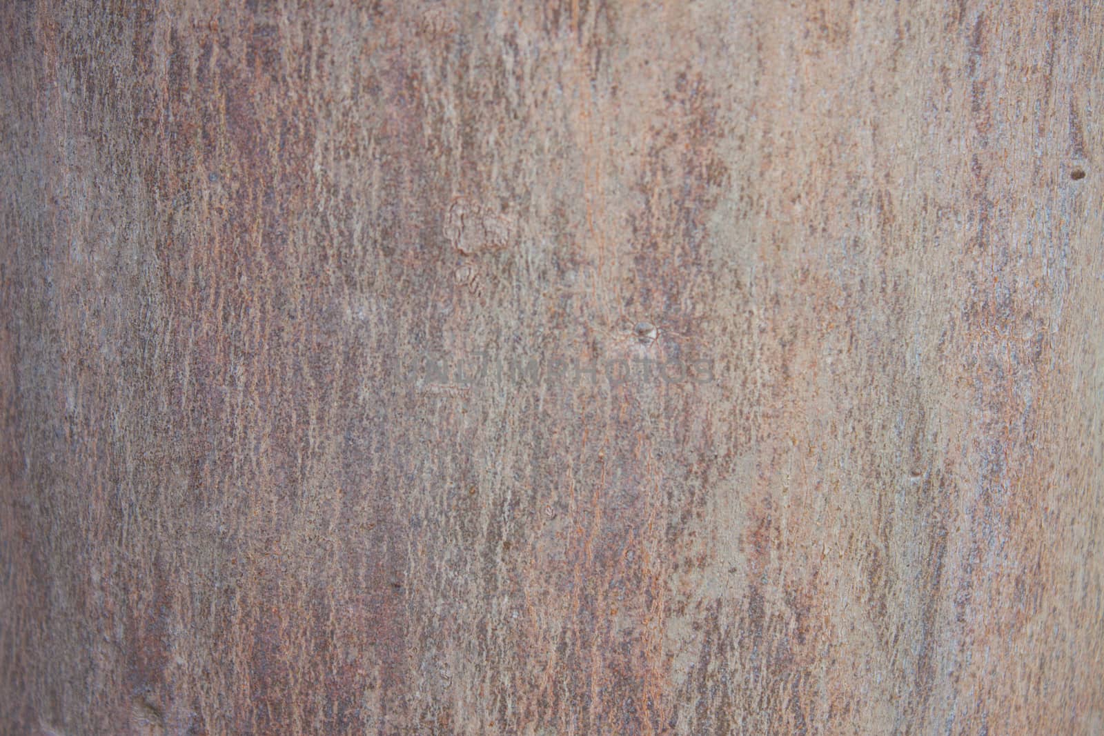 bark wood background  by primzrider