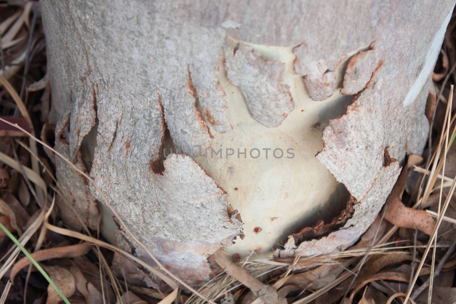 Eucalyptus bark cracking. by primzrider