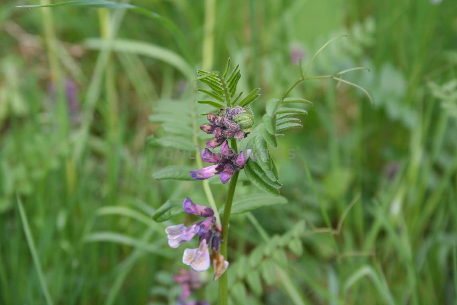 Wild flower