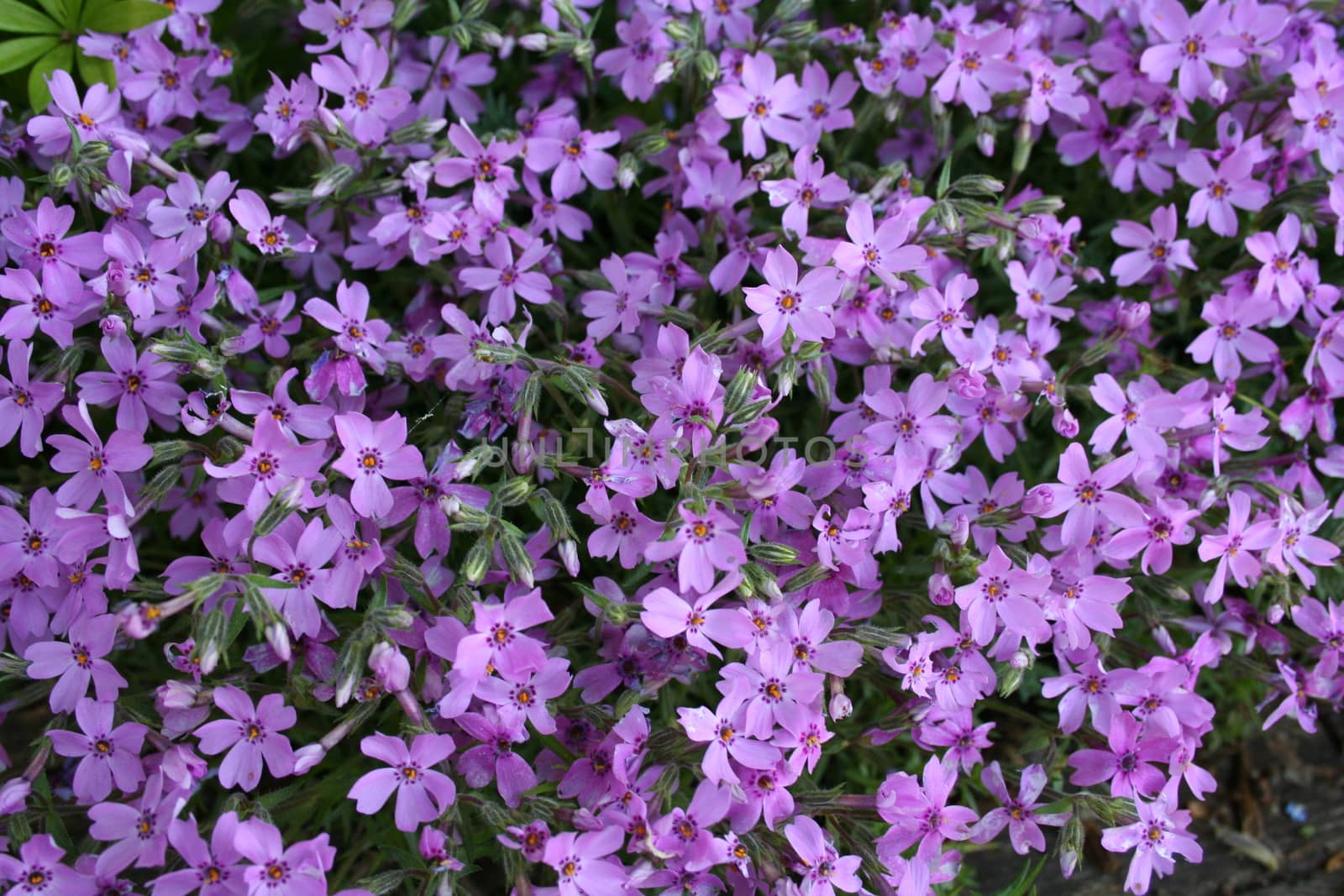 Phlox subulata