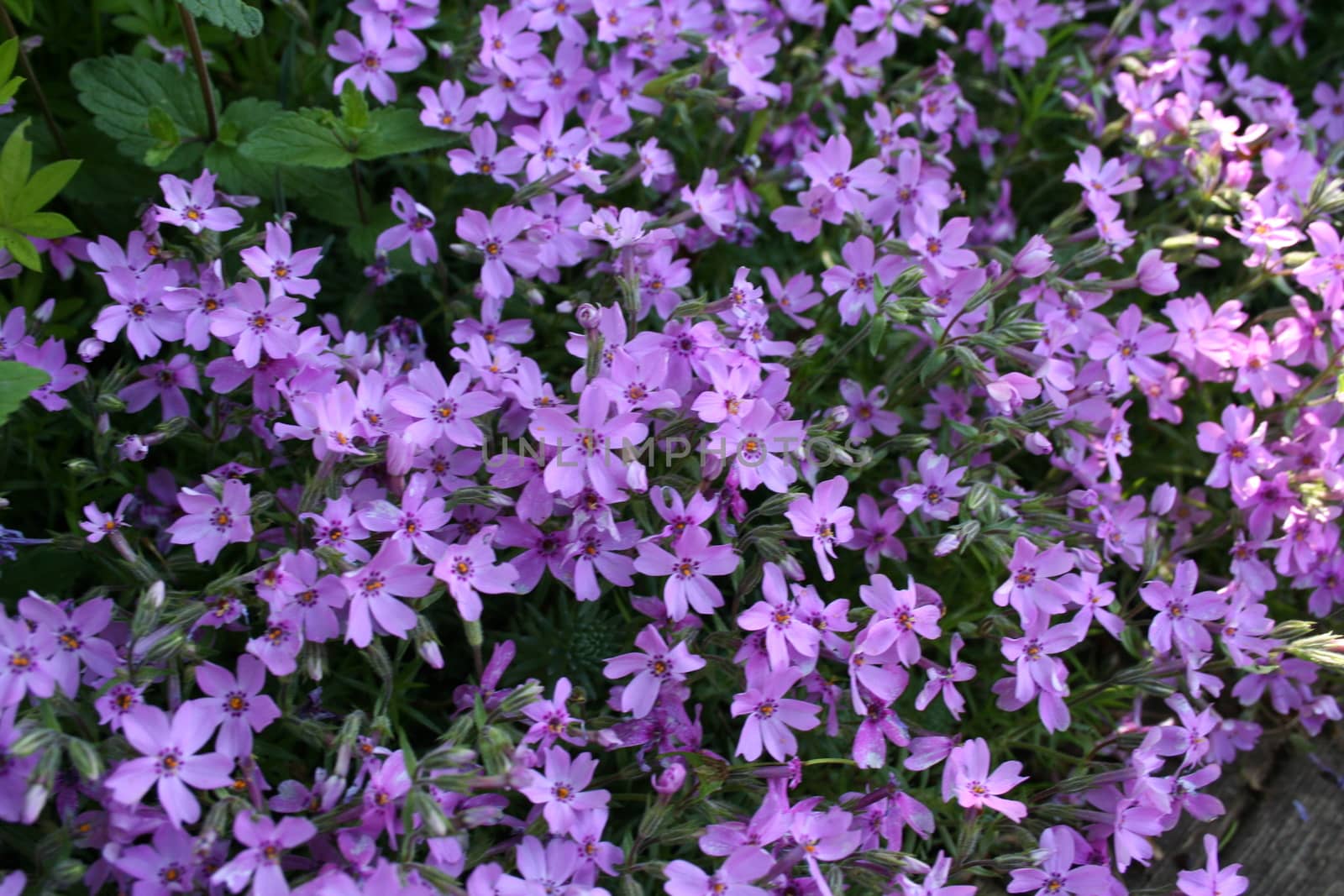 Phlox subulata