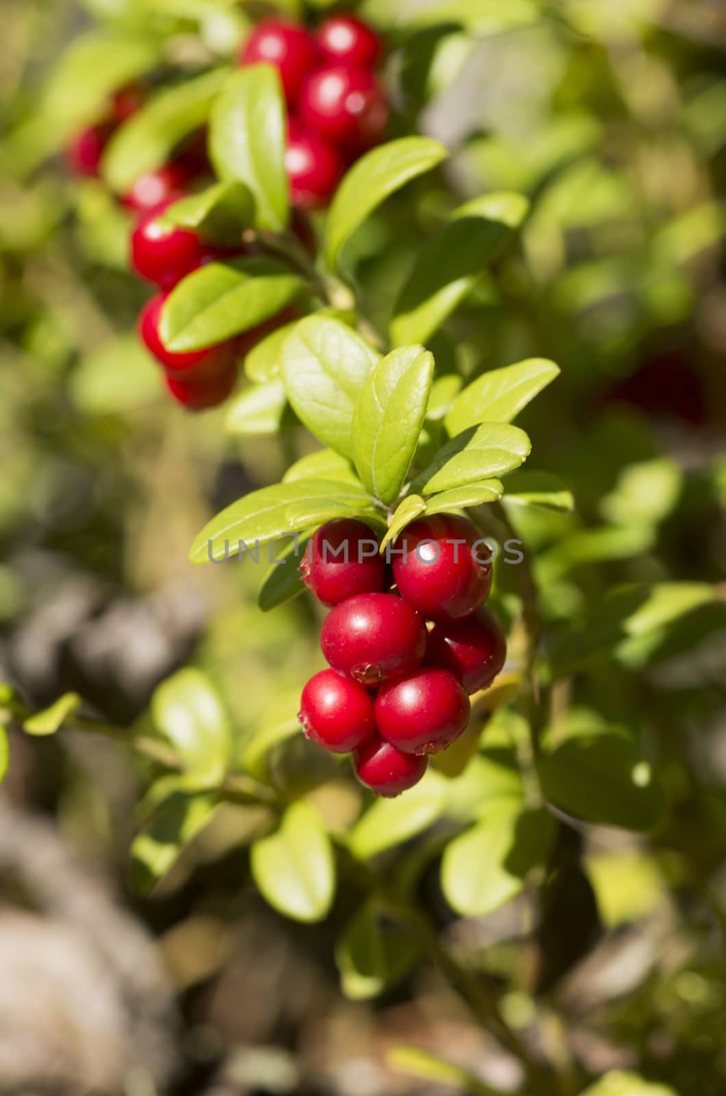 Red berries ripe cranberries in the forest, macro photography