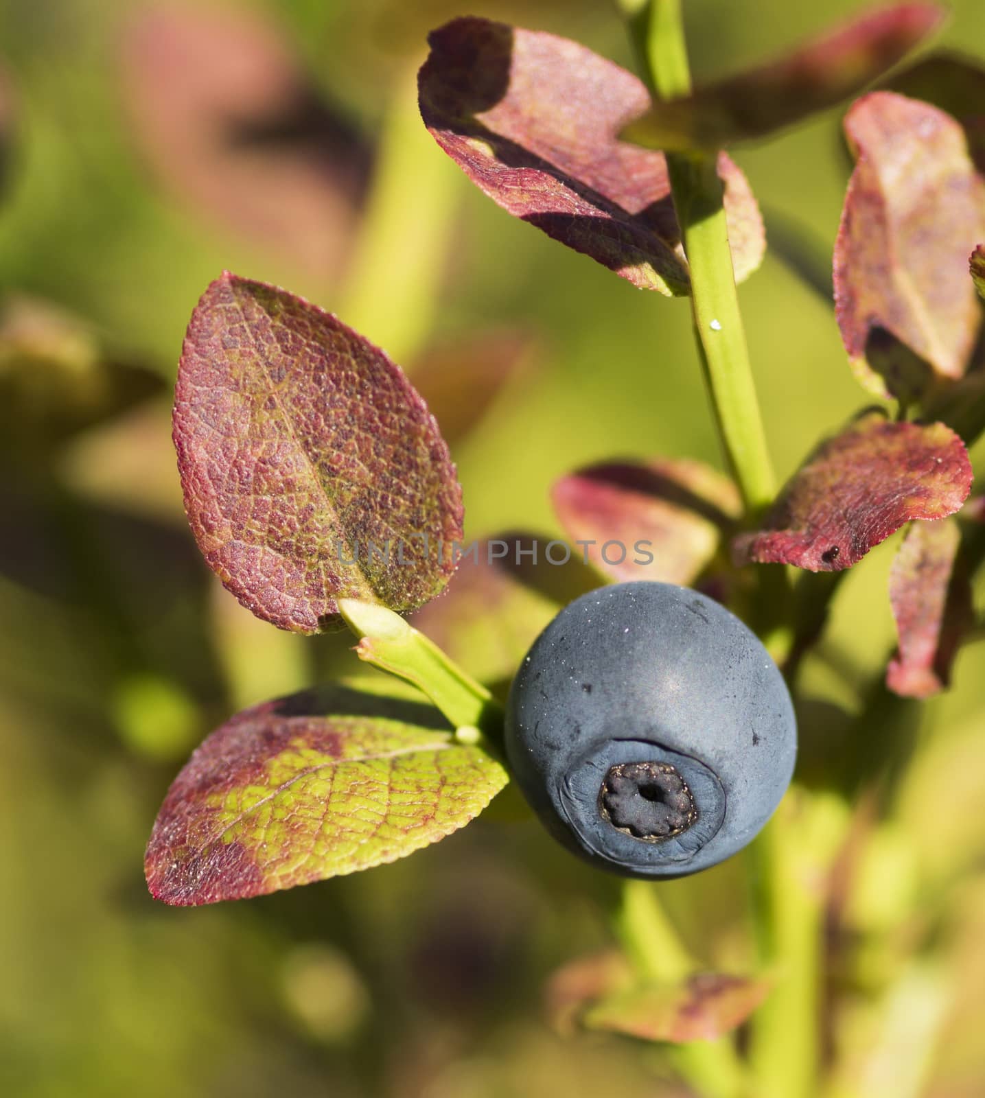 Dark blue ripe blueberries in theforest, macro photography