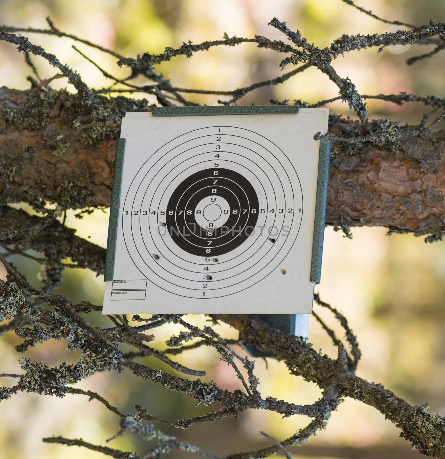 pierced pistol target hanging on a branch in the forest