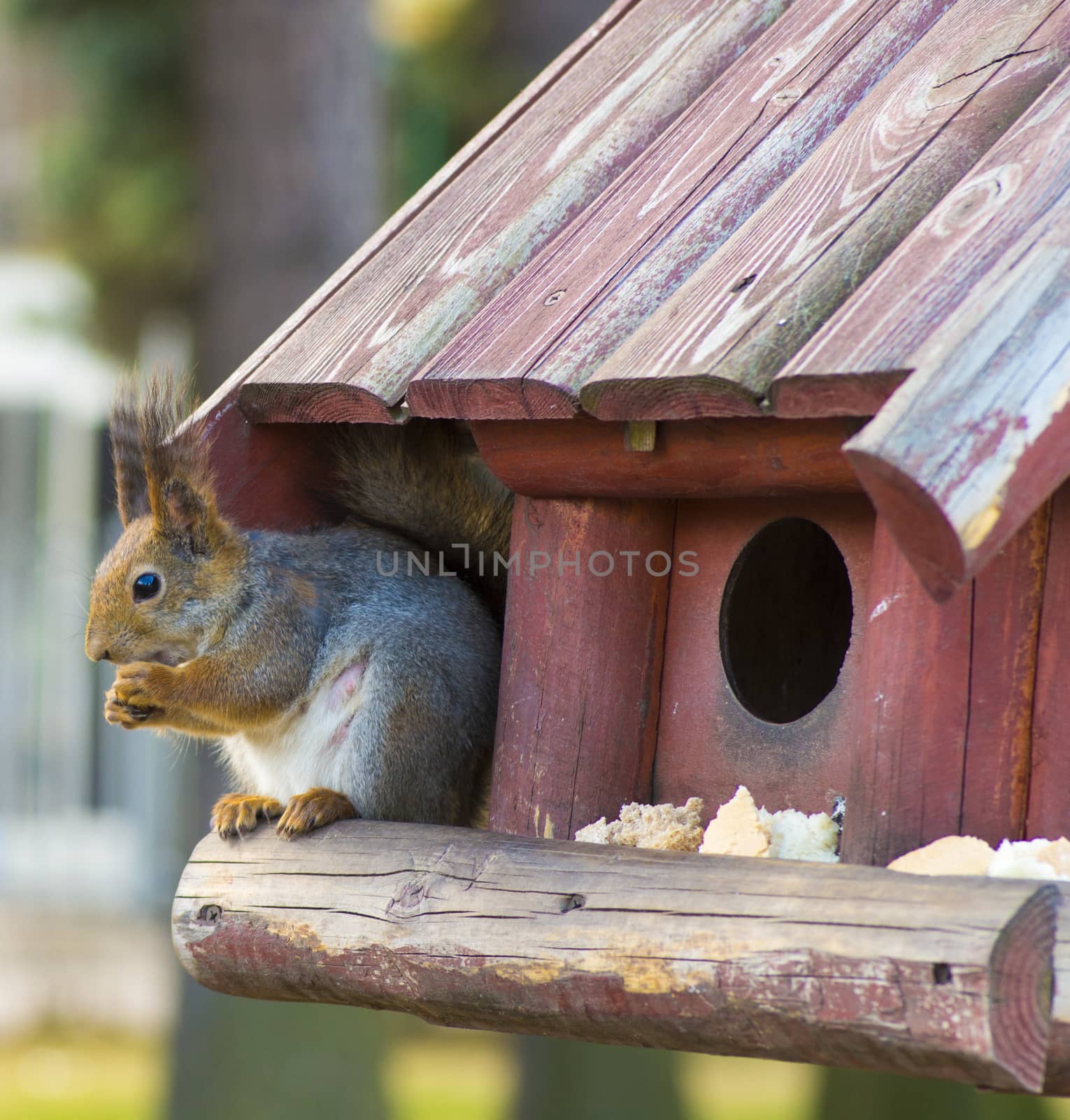 red fluffy squirrel eats from his house
