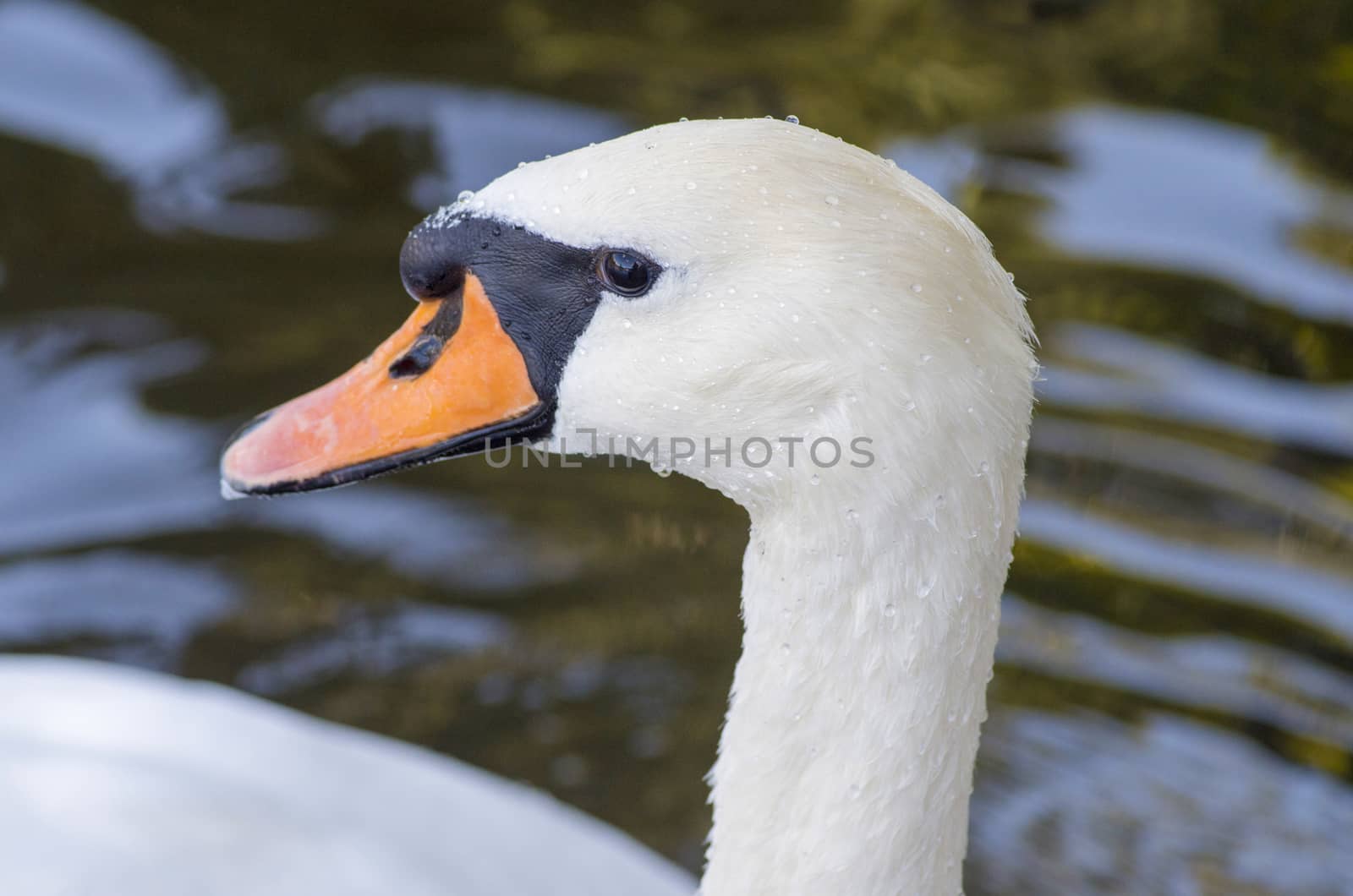 Head of a white swan with a red beak close-up, macro photography