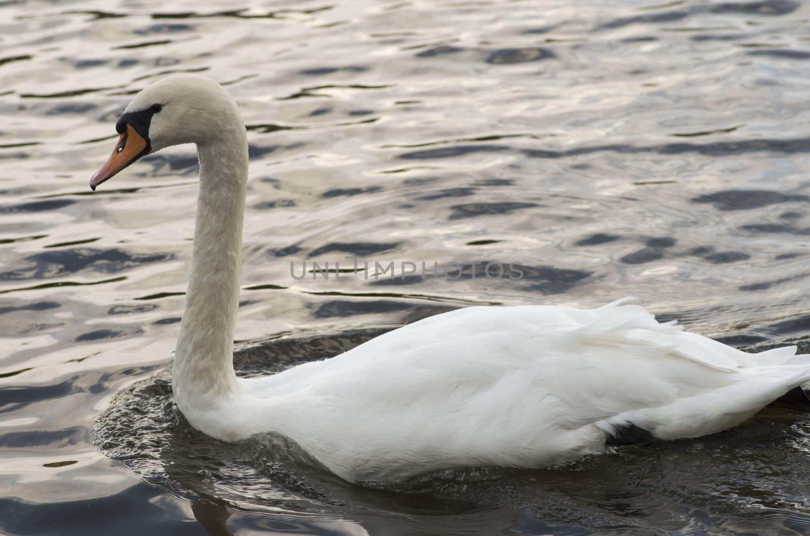 White swan with a long neck by vizland