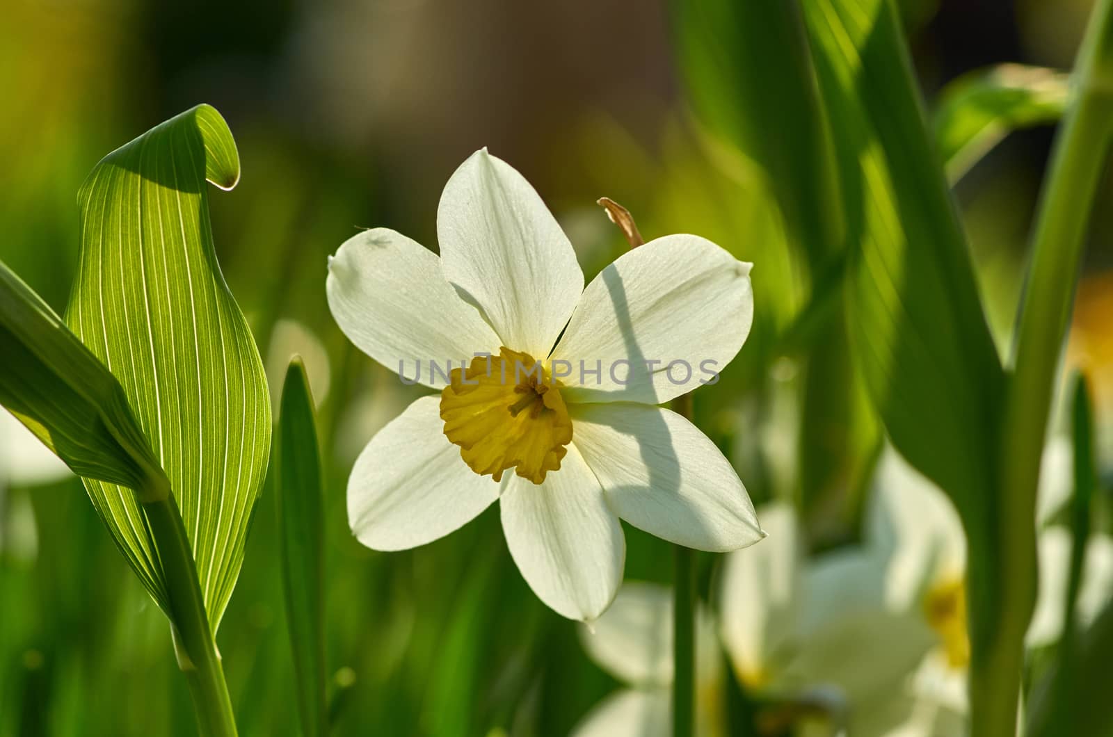 White Narcissus on a background of green grass
