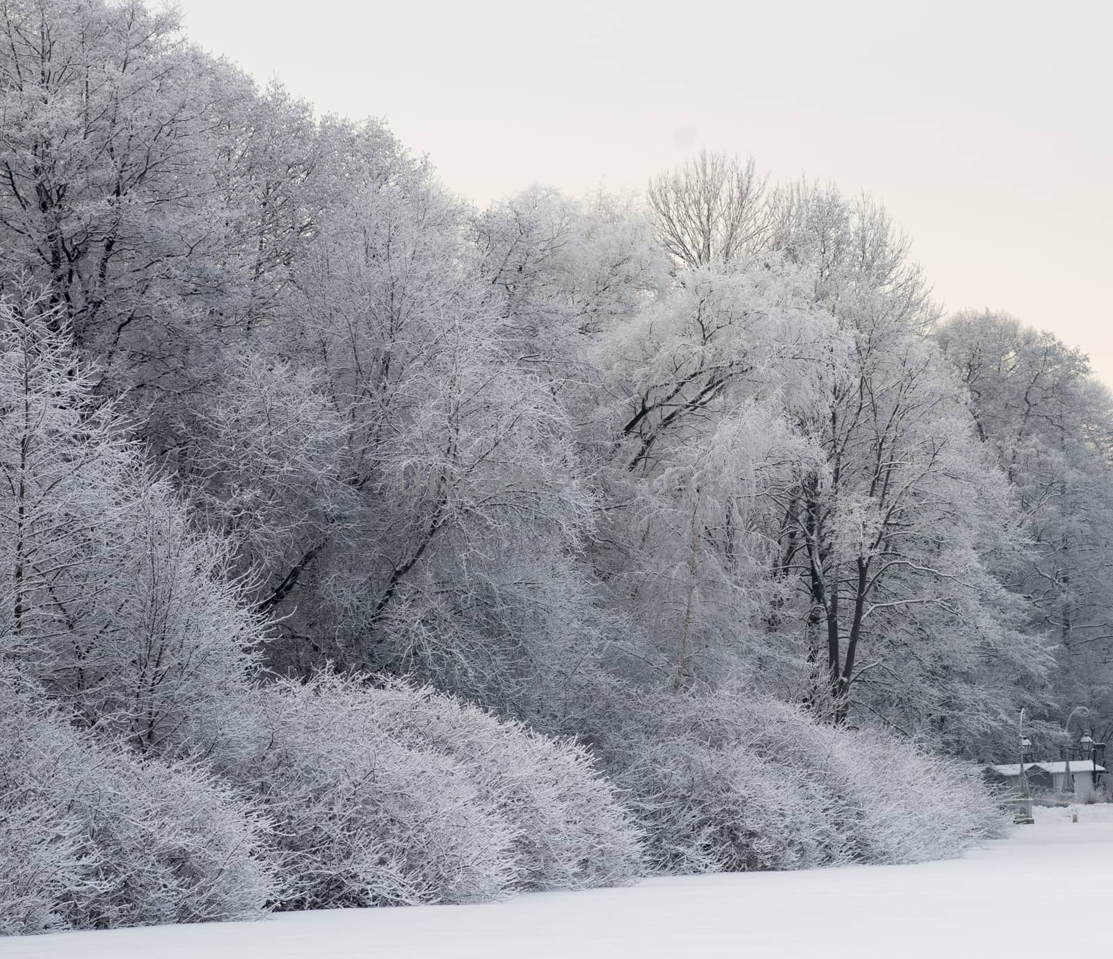 Winter view of trees by vizland