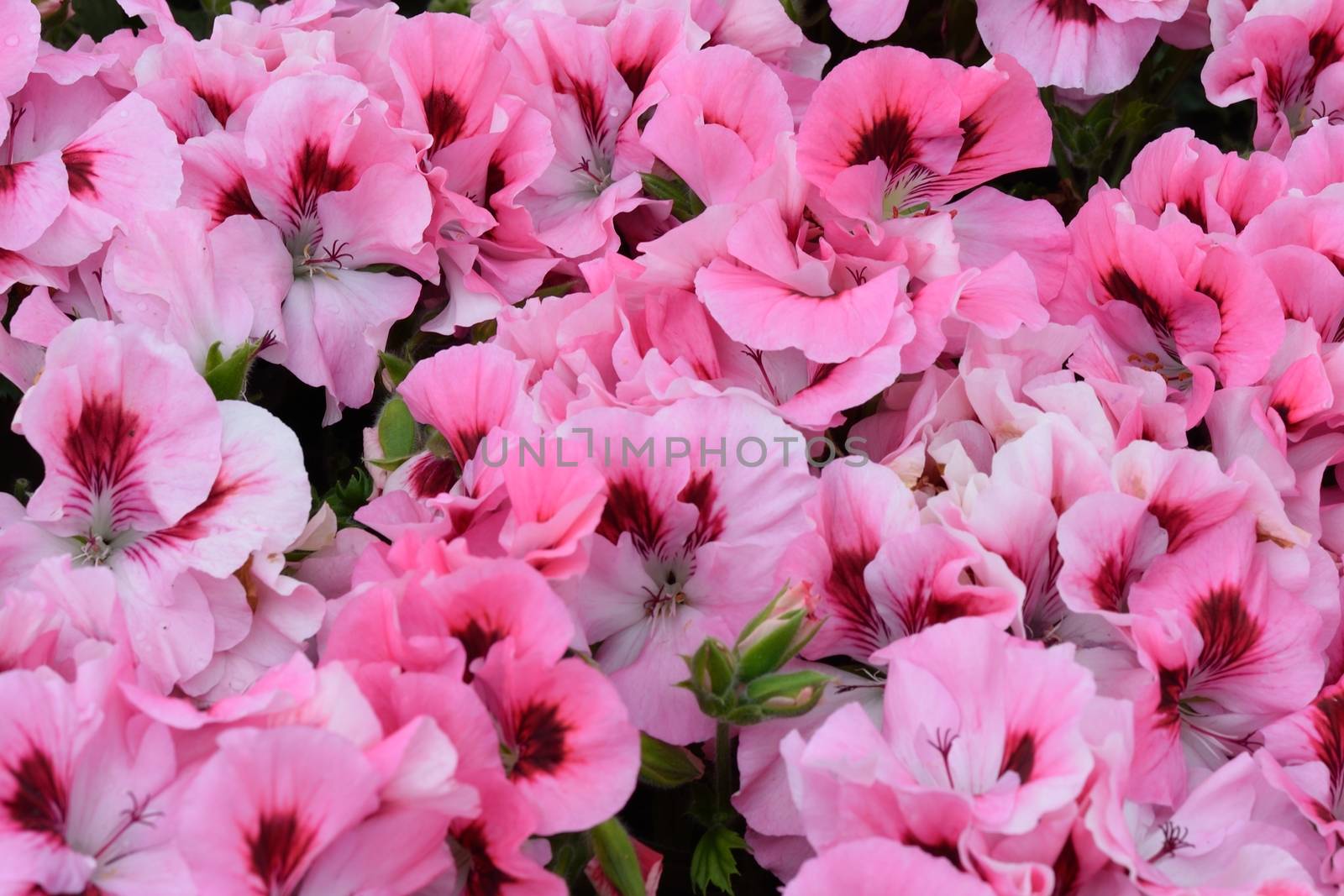 Mass of Bright pink flowers