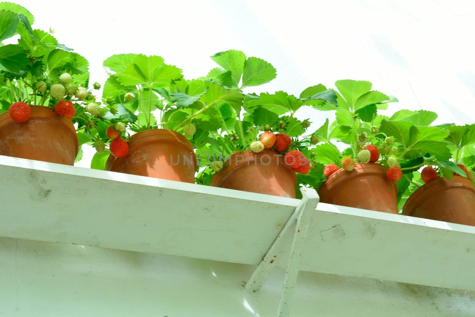 Row of Strawberry plants in Pots by pauws99