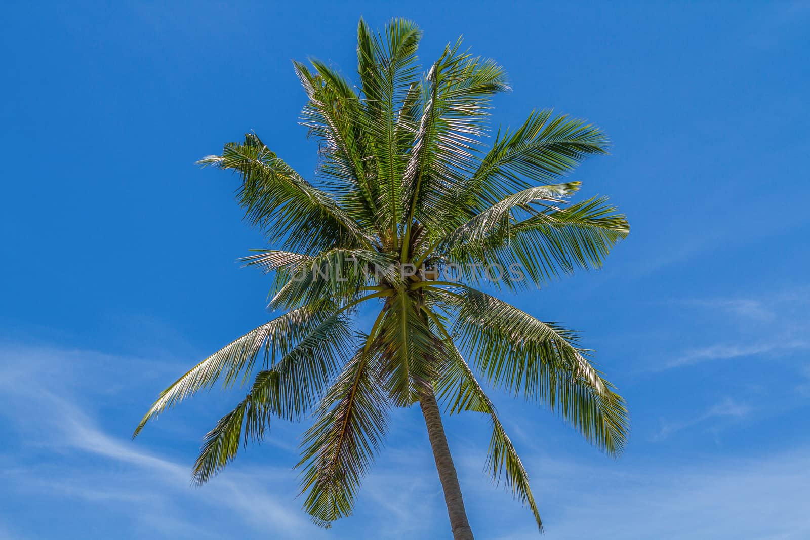 coconut palm on the blue sky background to sea