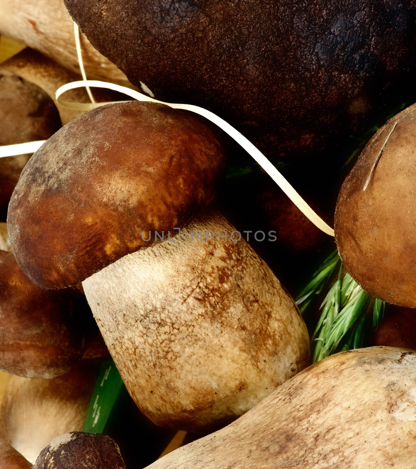 Background of Perfect Raw Porcini Mushrooms closeup. Focus on Small Mushroom